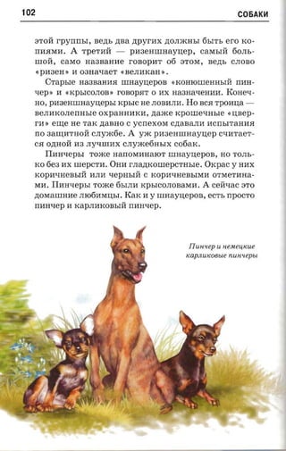 102                                                                C05AK~



  STOll rpYIIIIbI, sezn, zma ztpyrrrx p;OJDKHbI 6bITh ero KO­
  IIH.HMH.      A   TpeTHll -      pnaemnaayuep, caMhIll 60JIh­
  IIIOll, carso Ha3BaHHe rOBopHT 06 ST OM , Bep;h CJIOBO
      «pH3eH » H oanaxaer « B e JI H K a H» .
        Crapsre     Ha3BaHH.H mnaynepon « K o H IO IIIe H H h I ll IIHH­
  nep : H «KPbICOJIOB » rOBOp.HT 0 HX Ha3Ha-qeHHH . KOHe-q­
  HO,    paaeanraaynepsr KpbIC He JIOBHJIH. Ho BC.H rponna ­
  BeJIHKOJIeIIHhle oxpaHHHKH, naace     rcpome-msre «rrs ep ­
  rH » eIIJ;e He TaK p;aBHO C ycnexore Cp;aBaJIH HCIIbITaHH.H
  IIO 3aIIJ;HTHOll c.nyactie.     A   yac pnaennmaynep c-nrrae'r ­
  C.H O,LJ;HOll H3 JI y-qIIIHX CJIyme6Hblx c06aK.
        IIHH-qepbI Tome HaIIOMHHaIOT nmaynepon, HO TOJIb ­
  KO 6e3 HX IIIepCTH. OHH rJIa,LJ;KOIIIepCTHble.         Oxpac y   HHX
  KopH-qHeBbIll HJIH -qepHbIll C KopH-qHeBbIMH OTMeTHHa­
  MH. IIHH-qephI Tome 6hIJIH KpbICOJIOBaMH.             A   cell-qac STO
  p;OMaIIIHHe JII06HMU;bI. KaK H y rrraaynepoa, ec'rs IIpOCTO
  IIHH-qep H KapJIHKOBhIll IIHH-qep.




                                                    Tl unu ep U nemeuxue
                                                   KapJLUK08ble nunuepu
 