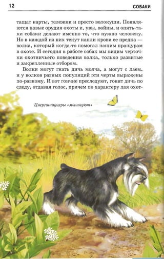 12                                                                       C06AK~



     TaI.I.J;aT   aaprsr,    TeJIe.iKKII II   npocro   BOJIOKyIlIII. IIoRBJIR­
     IOTCR    nonsre Opy.n;IIR OXOThI II, ynsr, BOH:HhI, II ona-rs-ra­
     KII c06aKII .n;eJIaIOT IIMeHHO TO, ~TO Hy.iKHO ~eJIOBeKY.
     Ho B Ka.m.n;OH: II3 HIIX TeKyT KarrJIII KpOBII ee rrpeztxa ­
     BOJIKa, KOTOPhIH: KOr.n;a-TO rrOMOraJI HaIlIIIM npanrypasr
     B OXOTe. II CerO.n;HR B pafiore C06aK MbI BII.n;IIM xepro-r­
     KII OXOTHIIqherO rrOBe.n;eHIIR BOJIKa, TOJIbKO paaarrrsre
     II aaxpeunennsre OT60pOM.
         BOJIKII MoryT rna-rs .n;lIqb MOJI~a, a MoryT C JIaeM,
     II y BOJIKOB pa3HbIX rrorrYJIRIJ;IIH: 3TII qepThI           asrpaacensr
     rro- pa3HOMY.      II   BOT   roa-me npecnezryror, rOHRT .n;lIqb rro
     cnezry,      OT.n;aBaR rOJIOC,   npaxer« rro xapaxrepy JIaR OXOT­
 