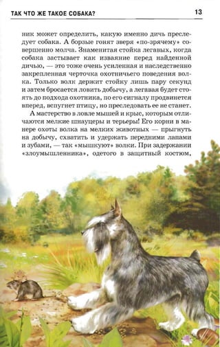 TAK    ~TO    >KE TAKOE C06AKA?                                                13


      HH:K MOIKeT onpene.nn-rs, KaKyIO H:MeHHO ,n;H:'!h npecrre­
      zryer cotiarca.    A   60p3hIe rOHHT 3BepH      «no-apaveray:     co­
      BepIIIeHHO MOJI'!a. 3HaMeHIITaH CTOH:Ka JIeraBhIX, rcorzra
      c06aKa 3aCT@BaeT KaK H:3BaHHH:e rrepe,n; HaH:,n;eHHOH:
      ,n;H:'!hIO, -   8TO TO IKe oxens yCIIJIeHHaH II HaCJIe,n;CTBeHHO
      aaxpennenaaa -repro-nca OXOTHII'!hero rrOBe,n;eHIIH BOJI­
      rca. TOJIbKO BOJIK ,n;epIKH:T CTOH:Ky JIH:IIIb rrapy cexynzr
      II aaTeM fipocaerca JIOBH:Tb ,n;06bI'!y, a nerasaa 6y,n;eT CTO­
      HTh no rronxozra OXOTHH:Ka, rro ero CIIrHaJIy rrpo,n;BIIHeTCH
      arrepezr, acrryrner rrTIIU;y, HO npec.nezrona'rs ee He CTaHeT.
          A   MaCTepCTBO B JIOBJIe MblIIIeH: II KpbIC, KOTOpbIM OTJIII­
      '!aIOTCH MeJIKIIe      nnraynepsr   II   repsepsrl Ero   KOpHII B Ma­
      nepe OXOTbI BOJIKa aa MeJIKH:X IKIIBOTHbIX -               npsrrayrr,
      na ,n;06bNy, CXBaTIITb II ynepxcarr, nepemmraa JIarraMII
      II 3y6aMH:, -     TaR «MhIIIIKYIOT» BOJIKII.     IIpH: 3a,n;epJKaHIIII
      «3JIOyMbIIIIJIeHHIIKa», ozreroro B 3a:r.u;IITHbIH: KOCTIOM,
 