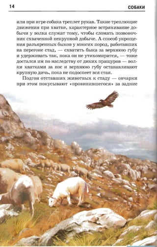 14                                                               C06AK~



     HJIH rrpa nrpe cooaxa TpeIIJIeT PYKaB. TaKHe rpenmonme
     .n;BHmeHHa    npn   XBaTKe,   xaparcrepnoe    BCTpaXHBaHHe   .n;o­
     6blqH y BOJIKa CJIymaT TOMy, qT06bI CJIOMaTb rr03BOHOq­
     HHK CXBaQeHHon:   nexpyrrnoii .n;06bIQe. A cnocoti yKpOI.IJ;e­
     HHa  pas-sapenasrx 6bIKOB y MHorHX nopozt, pa60TaBIIIHX
     na neperoae cran, - CXBaTHTb 6bIKa sa sepxmoro ry6y
     H yztepacaaarr, TaK, noxa OH He YTHXOMHpHTca, -       Tome
     .n;OCTaJICa HM rro HaCJIe.n;CTBy OT .n;HKHX   rrpamypos -   BOJI­
     KH XBaTKaMH aa HOC H nepxmoro ry6y OCTaHaBJIHBaroT
     rcpyrmyro .n;HQb, noxa He noztocrreer sea CTaH.
        Tlozrron   OTCTaBIlIHX mHBOTHbIX K crazry -        OBQapKH
     npn 3TOM      noxycsraaror «npoannaanreroca »        aa aaznrae
 