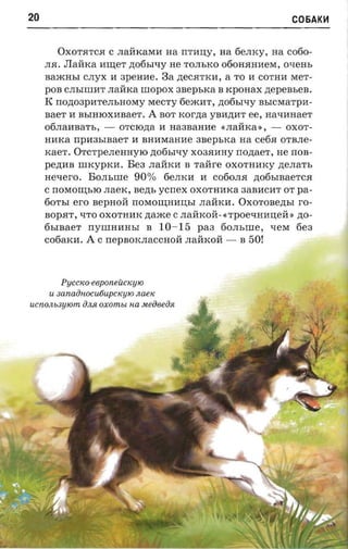 20                                                       C06AK~



         OXOTHTCH C JIaHKaMH na rrTHIJ;y, na 6eJIKy, na c060­
     JIH. JIaHKa mner ,n;06hIqy He TOJIhKO 060HHHHeM, oxeas
     Ba./KHhI CJIyx H apemre. 3a ,n;eCHTKH, a TO H COTHH MeT­
     pOB CJIhIIIIHT JIaHKa IllOpOX asepsxa B rcponax nepeasen.
     R: nonoaparerrsnosry MecTy 6emHT, ,n;06hIqy BhICMaTpH­
     saer H BhIHlOXHBaeT. A BOT rcorna yBH,n;HT ee, aa-maae-r
     06JIaHBaTh, - OTClO,n;a H Ha3BaHHe «JIaHKa », - OXOT­
     HHKa npnasraaer H BHHMaHHe asepsxa aa ceria OTBJIe­
     rcaer. OTCTpeJIeHHylO ,n;06hlqy X03HHHY rronaer, He nos­
     pezma nncypxn. Be3 JIaHKH B raiire OXOTHHKy ,n;eJIaTh
     neuero. BOJIhIlle 90 % 6eJIKH H C060JIH ,n;06hIBaeTcH
     C rrOMO:W;hlO JIaeK, nezn, ycrrex OXOTHHKa 3aBHCHT OT pa­
     60ThI ero nepnoii rrOMO:W;HHIJ;hI JIaHKH. Oxorosezrsr ro­
     BOpHT, QTO OXOTHHK ztaxce CJIaHKoH-«TpOeQHHIJ;eH » zro­
     6hIBaeT rrYIIIHHHhI B 10-15 paa 60JIhIlle, QeM 6e3
     c06aKH. A C rrepBOKJIaCCHOH JIaHKOH - B 50!



           pYCClw-e6poneUCILYIO
      U   sanaintoctuiupciono naeic
ucnos unpom OJl.fl oxomu na Me08eOJt
 