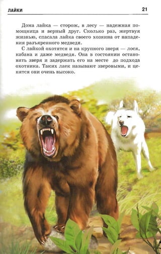 llAHK~                                                            21


     ,IJ;oMa JIaHKa -   CTopom, B JIecy -     Ha,n;emHa.H rro­
   Moru;HllIJ;a II BepHbIH   ztpvr. CKOJIbKO paa, xceprnya
   m1l3HblO,  cnacana JIaHKa cnoero X03.HllHa OT aanazre­
   Hll.H paa-sapeaaoro Me,n;Be,n;.H.
       C JIaHKOH OXOT.HTC.H II na xpyrraor-o 3Bep.H -   JIOC.H,
   xatiaaa II zraace Me,n;Be,n;.H. OHa B COCTO.HHllll OCTaHO­
   BllTb 3Bep.H II aanepaca n, ero na MeCTe zto nonxozra
   OXOTHliKa . Tarcnx JIaeK Ha3bIBalOT 3BepOBbIMll, II IJ;e­
   H.HTC.H onn OqeHb BbICOKO.
 