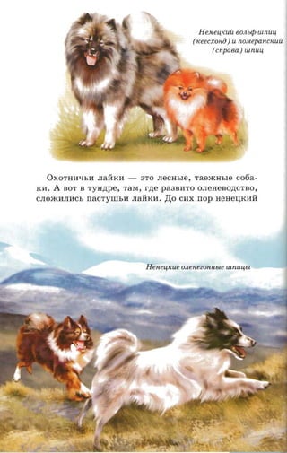 H eMeu,KUU eonup-uinuu
                                              (iceecxonii ) U nOMepaHCKUU
                                                    (cnpaea ) iunuu




   OXOTHHQhH JIaHKH -         3TO   .necrrsre, raeacasre    co6a­
KIf.   A   BOT B rynnpe, TaM, r.n;e pa3BHTO OJIeHeBo.n;CTBO,
CJIOmHJIHCh nacryun,a JIaHKH. ,IJ,o CHX nop HeHelI,KHH




                               H en eu tcue OJleHeZOHHble tunuu»t
 