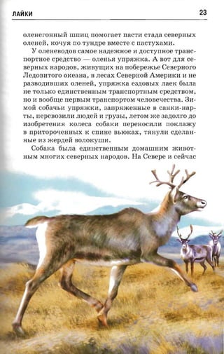 J1AHK~                                                                23


   OJIeHerOHHbln: IIIII11:U: 1I0MoraeT lIaCT11 crana CeBepHbIX
   OJIeHen:, KOt.IyR 110 TyHp;pe BMeCTe C nacryxaran.
      Y   OJIeHeBO,IJ;OB CaMOe nazreacaoe 11 P;OCTYIIHOe TpaHC­
   1I0pTHOe Cpep;CTBO -     OJIeHbR yrrpaacxa. A BOT ,IJ;JIR ce­
   BepHbIX HapOp;OB, )I{11Byrn;11X na notiepeacse CeBepHOrO
   JIep;OB11TOrO oxeaaa, B JIeCaX    Cesepnoii AMep11K11      11 He
   pa3BOp;11BIII11X OJIeHen:, ynpaacxa e3p;OBbIX JIaeK 6bIJIa
   He TOJIbKO ep;11HCTBeHHbIM     rpancnop-msrra     cpep;CTBOM,
   HO 11 soofirne rrepBbIM rpanonoprosr qeJIOBeqeCTBa. 311­
   MOn: C06aqb11 yrrp.H)I{K11,   aarrpaacernrsre   B CaHK11-Hap­
   TbI, rrepeB0311JI11 JIIOp;eH 11 rpyasr, JIeTOM xce 3ap;OJIrO zro
   11306peTeHll.H KOJIeCa C06aK11 lIepeHOC11JI11 rrOKJIa)I{y
   B rrp11TOpOQeHHbIX K Crr11He BbIOKax, T.HHyJIll Cp;eJIaH­
   mae 113 )I{epp;en: BOJIOKyiliM.
      C06aKa 6bIJIa e,IJ;MHCTBeHHbIM p;OMaIIIHMM )I{11BOT­
   HbIM MHorMX     cesepasrx   napoztos. Ha    Cenepe   11 cen:qac
 