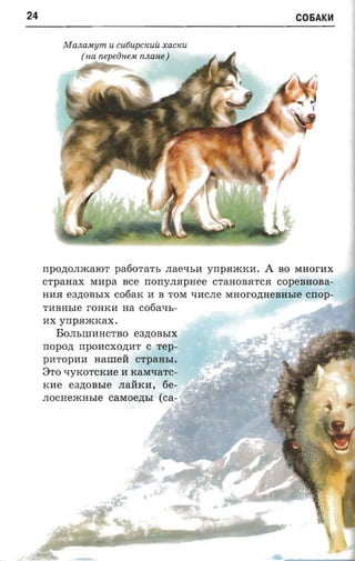 24                                                                    C06AK~


           M anasujm   U CU6 UpC K UU XaC KU
              ( na nepeonen nnane)




                                                                  I




     npono.nacaror paoora-n, .nae-n,a yrrpRJKKH.             A    BO MHorHX
     crpanax    MHpa      see norry.napaee     CT a H OB R T CR   copenaoaa­
     HHR e3,n;OBhIX     cofiarc   H B T OM qHCJIe MHOrO,n;HeBHhle crrop­
     THBHhle rOHKH        na cotia-rs-
     HX ynpaxcrcax .
       BOJIhIIIHHCTBO e3,n;OBhIX
     nopon rrpOHCXO,n;HT C rep­
     pHTOpHH     aamea CTpaHhI.
     3TO qyKoTcKHe H KaM"tJaTC­
     KHe    eanonsre     JIaifKH,    6e­
     JIOCHeJKHhle      caxroezrsr   (ca­
 