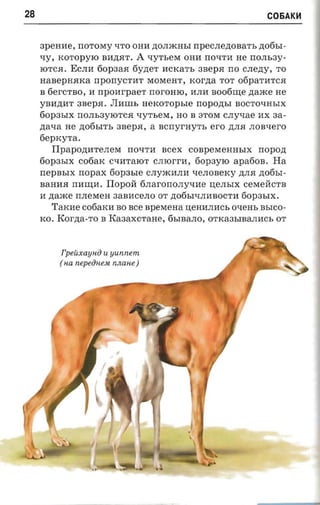 28                                                                   C06AKH


     3peHJIe,   norosry qTO OHJI ,lI;OJDKHhI rrpec.nenoaa-n, ,lI;06hI­
     qy, KOTOpylO BJI,lI;.HT.A qYTheM OHJI rrOqTJI He rrOJIh3Y­
     IOTC.H. ECJIJI 60p3a.H 6Y,ll;eT JICKaTh 3Bep.H rro cnezry, TO
     HaBepH.HKa      nporrycr-ar MOMeHT, xorzra TOT 06paTJITC.H
     B 6erCTBO, JI nponrpaer rroromo, llJIJI soofinte ,lI;ame He
     YBJI,lI;JIT 3Bep.H. Jlmm, aerco'ropsre nopoztsr BOCTOqHhIX
     60p3hIX rrOJIh3YIOTC.H qyTheM, HO B aTOM cnvxae JIX aa­
     zraxa   He ,lI;06hITh 3Bep.H, a   ncrryr-ny'rs ero   ,lI;JI.H JIOBqerO
     fieprcyra.
        Tlpapona-re.nera     rrOqTJI   ncex   COBpeMeHHhIX        nopozt
     60p3hIX c06aR CqJITalOT CJIlOrrJI, 60p3ylO            apafion.    Ha
     nepasrx rropax fiopasre CJI ymJIJIJI qeJIOBeKy ,lI;JI.H ,lI;06hI­
     BaHJI.H  mmm. IIOPOH finarono.nyvae u.eJIhIX ceMeHCTB
     JI zraace nneraen 3aBllCeJIO OT ,lI;06hlqJIllBOCTJI 60p3hIX.
         TaKJIe C06aKJI BO ace apexiena :o;eHllJIJICh oxens BhICO­
     KO. Korna-ro B Ka3aXCTaHe, 6hIBaJIO, OTKa3hIBaJIJICh OT




          rpeuxayl-lo u yunnem
          (na nepeiiuest nnane )
 