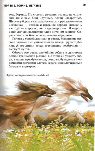 60P3blE, rOHLfYlE, llErABblE                                              31


   scex 60p3bIX. ITo CYlJIY:3TY PYCCKYlX rrCOBbIX He cnyra­
   eun, HI1 C KeM. OHYl rcpynnsre, rrO'ITYl xsanparrrsre.
   Illepcn, y 60p3bIX Ha3bIBaeTCJI CTapbIM PYCCKI1M CJIOBOM
   « rrCOBYlHa » -     OTCIO,n;a I1 Ha3BaHYle rropo,n;bI « rrCOBaJI » ,
   r .e. ozreraa    lIIepCTbIO, He rJIa.n;KOlIIepCTHaJI.   II urepcrt,
   y HI1X JIerKaJI, BOJIHI1CTaJI I1JII1 B   xpvrnrox 3aBI1TKe.    OK­
   pacsr   rrO'ITI1 JII06ble, HO   scerna O'IeHb napazrasie.
      rOJIOBa   y   60P30M ,n;JIYlHHaJI I1 Y3KaJI. MaJIeHbKI1e BbI ­
   COKO nocaxcennsre YUII13aJIOmeHbI aaaazr, I'pvzn, rrryoo­
   KaJI.A BOT JII1HI1JI sepxa COBeplIIeHHO Heo6bI'IHaJI ­
   nsrrnyra zryroii.
      06bI'IHO :3TO O'IeHb cnoxoiinaa cofiarca I1 ,n;BI1raeTCJI
   JIerKOM rpaO;I103HOrr     psrcuoa.   Ho CTOYlT err yBYl,n;eTb 3Be­
   pJI, KaK OHa npeotipaxcaercn, peaxo B036ym,n;aeTCJI Yl or ­
   POMHbIMYl CKa'IKaMYl «JIeTYlT» B norone I1CKJIIO'IIiTeJIbHO
   6bICTPbIM rcapsepoxr.



 Aipzanctcue 60p3bte 6 nOZOHe sa oo6bl'teu
 