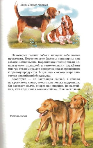 BUZJt b   u 6accem (cnpaea )




  Hexoropsre rOH1.IfIe cofiarcn aaxonrrr ce6e HOBbIe
nporpeccna. KOPOTKOHorfIe 6 acceTbI norr y.napasr KaK
co6aKfI-KOMrraHbOHbI. KapJIfIKOBbl e rOH1.IfIe 6fIrJIfI fI C­
rrOJIb3 YIOTC.H rrO JIfI:O;fIeH fI TaMomeHHbIMfI CJIym6aMfI
MHorfIX CTpaH MfIpa .n;JI.H          oonapyaeeaas     3arrpeIJJ;eHHbIX
K   nponoay npozryrcron. A           JIY1.IIIIfIM «HOCOM') MfIpa C1.IfI­
TaeTC.H a H r JI fI M CK fI H 6JIa.n;raYH.n; •
     Bnanraynn -             He HaCTO.HIJJ;a.H rOH1.Ia.H,   a   rOH1.Ia.H
rro KpOB.HHOMy c.nezry, TO ecrr, .n;JI.H noncxa rronpamcoa.
OH     paooraer     MOJI1.Ia, crcopee KaK fIIJJ;eMKa, HO HaCTOM­
1.IfIB, KaK nozina aaaa rOH1.Ia.H cofiarca. EIJJ;e HeCKOJIbKO




    PYCCIWJl ZOH l£a R
 