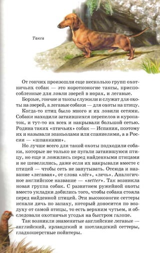 TaKca




   OT rOH'IHX npOH30IIIJIH erne HeCKOJIbKO rpynn OXOT­
HH'IbHX c06aK -         8TO KOpOTKOHOrHe TaKCbI, npncrro­
C06JIeHHbIe ,n:JIJI JIOBJIH asepeii B HOpaX, H     .neraasre.
   Bopasre, rOH'IHe H TaKCbI CJIymHJIH H CJIymaT ,n:JIJI OXO­
TbI naanepeii, a .neraasre cotiarcn - ,n:JIJI OXOTbI aa rrTHII;Y.
   Korzta-ro nTHII; 6bIJIO MHoro H HX JIOBHJIH CeTJIMH.
C06aKH Haxo,n:HJIH 3aTaHBIIIHXCJI rrepene.noa H rcyporra­
TOK, H TyT-TO HX scex H HaKpbIBaJIH 60JIbiliOH ce-n.io.
Pozuma TaKHX       «rrTH'IbHX» c06aK -     I1cnaHHJI, n08TOMY
HX H Ha3bIBaJIH 8rraHbOJIaMH HJIH CrraHHeJIJIMH, a B POC­
CHH -    «IIIrraHKaMH » •
   Ho   .ny-nne   scero ,n:JIJI TaKOH OXOTbI nozrxozrana coria­
KH,   xoropsre    He TOJIbKO He rryrana 3aTaHBIIIYIOCJI nTH­
II;y, HO ew;e H JIOJRHJIHCb nepezr HaH,n:eHHbIMH rrTHII;aMH
H He IIIeBeJIHJIHCb, naace eCJIH HX HaKpbIBaJIH BMeCTe C
rrTHII;eH -   '1To6bI ceTb He aanyrsmar's. OTCIO,n:a H Ha3­
BaHHe «JIeraBaJI », OT CJIOBa «JIer », «JIe'lb » • AHaJIOrH'I­
Hoe aHrJIHHCKOe Ha3BaHHe -            «setter».   TaK B03HHKJIa
HOBaJI rpynna c06aK. C pa3BHTHeM pyJReHHOH OXOTbI
BMeCTO yKJIMKH ,n:06HJIHCb Toro, '1T06bI cotiaxa CTOJIJIa
nepezt HaH,n:eHHOH nTHII;eH. 8TH BbICOKOHorHe          ce'rrepsr
HCKaJIH ,n:H'Ib rro aanaxy, KOTOpbIH ,n:OHOCHTCJI no B03­
zryxy OT caMOH rrTHII;bI, TO ec'rs BepXHHM '1yTbeM, H 06­
CJIe,n:OBaJIH OXOTHH'IbH yrozn.a aa 6bICTpOM ranorre.
   TaK B03HHKJIH 3HaMeHHTble anrJIHHCKHe            neraasre ­
 nrJIHHCKHH, HpJIaH,n:cKHH H IIIOTJIaH,n:cKHH         cer-repsr,
r JIa,n:KOIIIepCTHble   noinrrepsr.
 