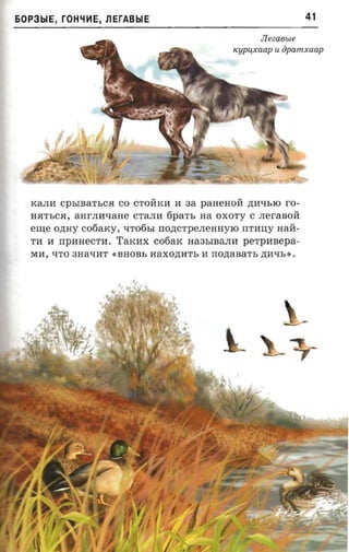 60P3b1E,   rOH~HE,   J1ErABbIE                                    41

                                                       Jleeaeue
                                                 Kypu,xaap u iJpamxaap




  KaJIM    cpsmar sca   co CTOMKM M aa paHeHOM ,n;MqbIO ro­
  HHTbCH, aHrJIMqaHe CTaJIM      fipa n,   na OXOTy C JIeraBOM
  ern;e ozray cofiarcy, qTo6bI IIo,n;cTpeJIeHHyIO IITMU;y HaM.­
  TM M IIpMHeCTM. TaKMX cofiax Ha3bIBaJIM          perpnsepa­
  MM, qTO 3HaqMT «BHOBb naxozra-n, M noztanarr. ,n;Mqb».
 