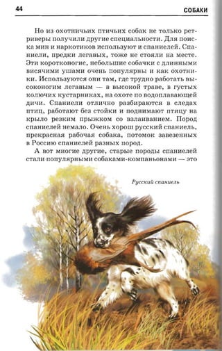 44                                                                     C06AK~



         Ho H3 OXOTHWlhHX rrTH"LIhHX cotiarc He TOJIhKO per­
     pasepsr     rrOJIy"LIHJIH   ztpyr-ae crreD;HaJIhHOCTH.   ,IJ;JIH rrOHC­
     tea MHH H     HapKOTHKOB HCrrOJIh3YlOT H CrraHHeJIeH. Crra­
     HHeJIH,     rrpeznca   JIeraBhIX, TOJKe He CTOHJIH        na   MeCTe.
     8TH KOpOTKoHorHe, He60JIhIIIHe C06a"LIKH C ,n;JIHHHhIMH
     BHCH"LIHMH yIIIaMH O"LIeHh          nony.napasa     H KaK OXOTHH­
     KH. IICrrOJIh3YlOTCH OHH TaM, r,n;e Tpy,n;HO          patiorart, BhI­
     COKOHorHM JIeraBhIM -             B BhICOKOH TpaBe, B          ryc'rsrx
     KOJIIO"LIHX   xycrapnnxax, na OXOTe          rro   nononnanarourea
     ,n;H"LIH.   CrraHHeJIH      OTJIH"LIHO   pa36HpalOTCH     B    CJIe,n;ax
     rrTHD;, pa60TalOT 6e3 CTOHKH H rro,n;HHMaIOT nTHD;yna
     KphIJIO pe3KHM nphIJKKOM co B3JIaHBaHHeM. Flopozt
     CrraHHeJIeH HeMaJIO. O"LIeHh xopour pyCCKHH cnaa aem.,
     rrpercpacnaa pa60"LIaH cofiarca, rrOTOMOK 3aBe3eHHhIX
     B PoeCHIO CrraHHeJIeH pa3HhIX nopozt.
         A   BOT MHorHe ztpvrne,         crapsre nopozrsr     CrraHHeJIeH
     CTaJIH norrvnapasmn cotiaaaxra-rcorerraasorraxra -                 3TO




                                                 PyCCKUU cna u uen s
 