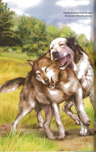 Cpedneasuamctcois oesap«
 no cunau odonems BOJlIW
 