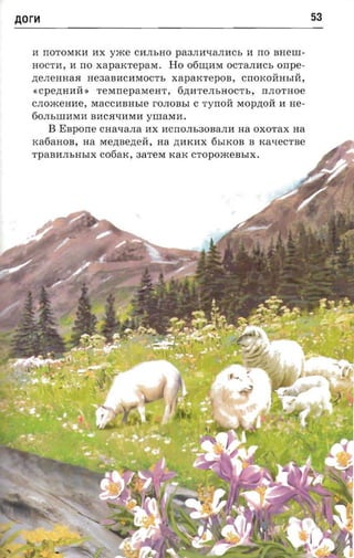 Aor~                                                             53

  11 1I0TOMKI1 I1X yxce CI1JIbHO pa3JII1'IaJIl1Cb 11 110 BHeW­
  HOCTI1, 11 110 xapaxrepara.   Ho 06r.u;I1M OCTaJII1Cb onpe­
  p;eJIeHHaJI He3aBHCHMOCTb     xapatcrepon, CIiOKOMHbIM,
  «Cpep;HHM »     TeMlIepaMeHT,   6p;HTeJIbHOCTb,   IIJIOTHOe
  CJIOmeHHe, MaCCHBHble rOJIOBbI C 'I'YIIOM MOpP;OM H He­
  60JIbWHMH BHCJIqHMH vtnaxra.
       B Enpone   cnaxana HX 11CIIOJIb30BaJIH na OXOTaX na
  Ka6aHOB, na Mep;Bep;eH, aa P;11KHX 6bIKOB B xa-recr-se
  TpaBHJIbHbIX c06aK, 3aTeM KaK CTOpOmeBbIX.
 