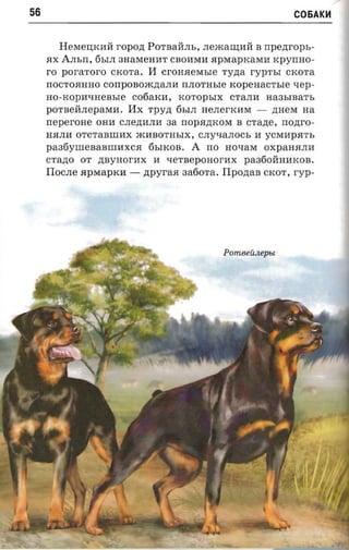 56                                                       C05AK~



        HeMeIJ;KMll ropozt POTBallJIb, JIemaW;Mll B npezrrops­
     RX Ansn, 6bIJI 3HaMeHMT CBOMMM RpMapKaMM xpyrmo­
     ro poraror-o CKOTa. II cronaer-rsre Ty,n;a ryp'rsr CKOTa
     rrOCTORHHO corrponoacziann nnornsre xopenacr sre xep­
     HO-KOplI1.IHeBble cotiarcn, KOTOpbIX CTaJIli Ha3bIBaTb
     po-raefi.neparaa. IIx Tpy,n; 6bIJI HeJIerKHM - ,n;HeM aa
     neperone oan CJIe,n;MJIM aa nopazncore B crane, nonro­
     HRJIM orcraaurax mMBOTHbIX, CJIY1.IaJIOCb M YCMMPRTb
     pa36yIIIeBaBIIIlIXCR 6bIKOB. A rro H01.IaM OXpaHRJIM
     crane OT ztnynor-ax M xerueponor-ax pa36ollHlIKOB.
     IIocJIe RpMapKM - npyraa aafiora. Tlponan CKOT, ryp-




                                          Pomeeanepu
 