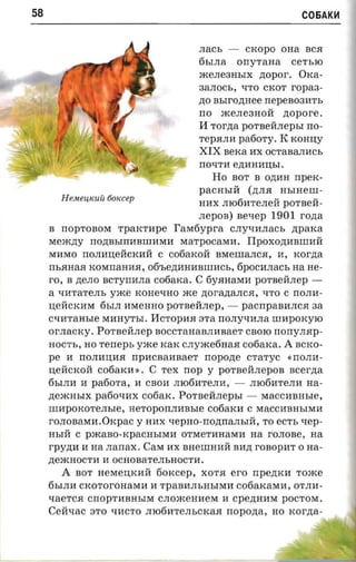 58                                                            C06AK~



                                      naCb -- CKOPO OHa BCR
                                      6blna orryrana cer sro
                                      JKene3HbIX nopor'. OKa ­
                                      aanocs, 'LITO CKOT ropaa­
                                      no asrrozmee nepeB0311Tb
                                      no JKene3HOll zropore .
                                      II Tor,n;a por-aeii.nepsr no ­
                                      TepRnl1 patiory. K KOHIJ;y
                                      XIX nerca l1X ocrananacs
                                      nO'LITl1 e,n;l1Hl1IJ;bI.
                                         Ho BOT B O,n;l1H npex ­
                                      pacn sra (,n;nR HbIHeIlI­
       H eu euicuii tioxcep
                                      Hl1X nro611Tenell pOTBell­
                                      .nepon) aexep 1901 rona
     B nopTOBOM TpaKTl1pe raM6ypra cny'LIl1naCb ,n;paKa
     MeJK,n;y no,n;BbIIIl1BIlIl1Ml1 MaTpOCaMl1. IIPOXO,n;l1BIlIl1ll
     Ml1MO nOnl1IJ;ellCKl1ll C co6aKoll BMeIlIaflCR, 11, xorna
     rrsanaa KOMnaHl1R, 06'be,n;l1Hl1BIlIl1Cb, fipocunact, na He­
     ro, B zterro ncryrrana cooaxa. C 6yRHaMl1 por-seanep - ­
     a 'LIl1TaTenb yxce KOHe'LIHO JKe zrorananca, 'LITO C rrorm­
     IJ;ellCKl1M 6bIfl l1MeHHO pornennep, -- pacrrpana.nca aa
     C'LIl1TaHble Ml1HYTbI. I1CTOpl1R ::ITa no.nv-rana urapoxyro
     or.nacxy. Por aeit.ncp BOCCTaHaBnl1BaeT CBOro rrorryrrap ­
     HOCTb, HO reneps yxce KaK cnyJKe6HaR cotiarca. A BCKO­
     pe 11 nOnl1IJ;l1R npl1CBal1BaeT rropo,n;e cTaTyc ~nonl1­
     IJ;ellCKOll C06aKl1 ». C Tex rrop y pornerinepon scerzra
     6bIfll1 11 paoora, 11 CBOl1 nro611Tenl1, -- nro6HTenl1 na­
     ,n;eJKHbIX paoounx cooax. Poraenzrepsr -- MaCCl1BHble,
     mapoxcrensre, neroporcmasre C06aKl1 C MaCCHBHbIMl1
     ro.nouaraa.Oxpac y Hl1X 'LIepHo-no,n;rraJIbIll, TO ecrs xep­
     HbIH C pJKaBO-KpaCHbIMl1 OTMeTl1HaMl1 na ro.none, aa
     rpyna H na .nanax, CaM l1X BHeIlIH:H:H Bl1,n; rOBOpl1T 0 na ­
     ,n;eJKHOCTl1 11 OCHOBaTeJIbHOCTl1.
         A BOT HeMeIJ;Kl1ll tioxcep, XOTR ero npeznca TOJKe
     6bIfll1 CKOTOrOHaMl1 11 TpaBl1nbHbIMl1 C06aKaMl1, OTnl1 ­
     'LIaeTCR cnOpTl1BHbIM CnOJKeHl1eM 11 cpe,n;Hl1M pOCTOM.
     Cell'LIaC ::ITO 'LIl1CTO rnofiarenscrcaa rropozra, HO xorzta-
 