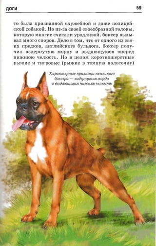 AorH                                                                      59



  TO 6bIJIa npnanannoii CJIYJKe6HOrr 11 zraxce rrOJIHI.I:err­
  CKorr cofiaxoii. Ho H3-3a caoen c s o e o tip a a n o n rOJIOBbI,
  KOTOp ylO MHOI'He C'fI1TaJIH YPO~JIHBOrr, fiorccep BbI3bI­
  BaJI MHOI'O crropos. A eJIo B TOM, 'f'ro OT ozmoro H3 CBO­
  HX   npezixon,   aHI'JIHrrCKOI'O 6 y JIb,n;OI'a, 60Kcep norry­
  'fI1JI   asnepa vryro    MOP~y       11   asrztarorrrytoca   arrepezr
  HHJKHlOlO 'feJIIOCTb. Ho B I.I:eJIOM KOpOTKOIIIepCTHble
  pbIJKHe 11 TI1I'pOBble (pbIJKHe B TeMHylO rrOJIOCO'fKy)


                     Xapatcm epnue npu31WKU HeMeu,KOZO
                          tknccepa -   630 epHymM Mopoa
                      U 6bloa lOUJ, aJU:R HllJ/(HRR «eiuocm»
 