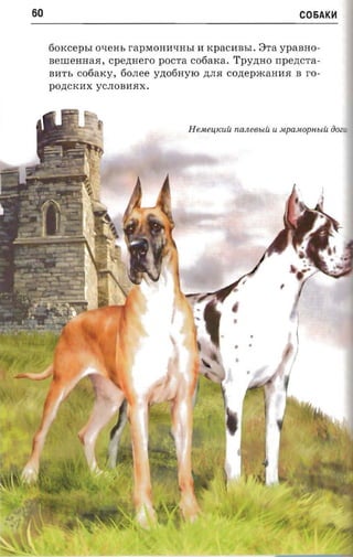 60                                                                 C06AKH


     fiorcccpr.r   OLJeHh rapMOHHLJHhl H KpaCHBhI. 3Ta       ypaaao­
     semeaaaa , cpezmero pOCTa cotiaxa. T'pyzmo npezrc'ra­
     BHTh   cotiarcy,   60JIee y,n;06HyIO ,n;JI.H   cczrepacaaaa   B   ro­
     pO,n:CKHX yCJIOBH.HX.
 