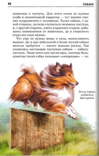 66                                                                C06AK~



     jIUIBOTHoe K    nacryxy . ,IJ;JIH STOrO CTaJIH He HymHhI
     3JI06a H He3aBHCHMhlM      xaparcrep -    TyT   naacnee yMe­
     HHe COTpY~HH~aTh C ~eJIOBeKOM. TaKaH            coriarca, C ozr­
     HOM CTOpOHhl, ~OJImHa CJIyIIIaThcH ~eJIOBeKa-rracTyxa,
     H, C ~pyroll CTOpOHhI, yMeTh     yrrpanna'rs crazror«, ~06H­
     BaHCh rrOBHHOBeHHH OT mHBoTHhlX,           ~a   H   cropoxorn,
     crane Bce-TaKH    HymHO.
       TYT yme He      nyxcna   MOr.u;h H CHJIa, BhIHOCJIHBOCTh
     naxcaee.   ,IJ;a H e~hl He60JIhIIIOM H 60JIee
                                            .ner-xoii cofiarce
     MeHhIIIe rpcriycrca -    3Ha~HT MeHhIIIe pacxozi. TaK
     rrOHBHJIHCh HaCTOHr.u;He nacrvnn.a c06aKH -    c06aKH­
     nacrvxa. Haute ncero OHH rraCJIH oneu, noaror-ry 60JIh­
     IIIHHCTBO TaKHX c06aK Ha3hIBaIOT «OB~apKaMH»             -    CO­




                                                            K OJlJlU XOp OUlO
                                                              noddaem csi
                                                             apeccupo8Ke
 