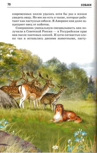 70                                                                C06AK~



     COBpeMeHHbIX KOJIJIH ynanocs XOT.H 6bI paa B iKH3HH
     YBH.n;eTb OBIJ;Y. Ho nee iKe ec-n, H TaKHe, xoropsre pa6o­
     TalOT KaK nacrvnrsn cooarcn.   B AMepHKe OHH ztaxce aa­
     nnrmaro'r OBeIJ; OT xonoron.
       COBeprneHHO yHHKaJIbHylO CrreIJ;HaJIbHOCTb OHH rro­
     JIyqHJIH B COBeTCKoil POCCHH -        B   Y ccvpa iicrcoxr   xpae
     OHH nacrrn rraHTOBbIX o.neaeri.   H   XOT.H rr.HTHHCTbIe OJIe­
     HH TaK H   OCTaBaJIHCb .n;HKHMH iKHBOTHbIMH, nac-ry­
 
