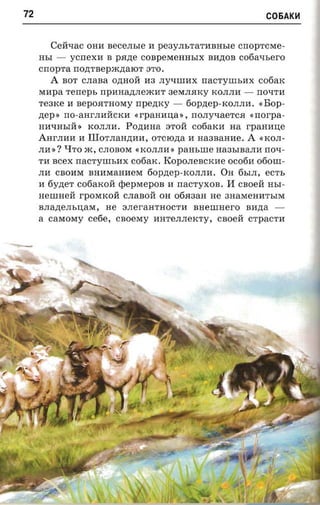 72                                                         C06AK~



         Ceti-rac onn BeCeJIbIe II pe3YJIbTaTllBHbIe CrrOpTCMe­
     HbI - ycnexn B parte COBpeMeHHbIX Bll,D;OB cotia-rsero
     cnopra rrO,D;TBepm,D;aIOT STO.
         A BOT CJIaBa O,D;HOH aa JIY~llIllX nacryun.ax C06aK
     Mllpa renepr, npananneacar 3eMJIRKy KOJIJIll - rro-rra
     Te3Ke II nepoarnoery npezncy - 60p,D;ep-KOJIJIII. «Bop­
     ztep : rro-aarJIIIHCKll «r-paaana», nonyxaerca «rrorpa­
     Hll~HbIH» KOJIJIll. PO,D;llHa STOH cotiarcn aa rpaaane
     AHrJillII II IIIoT.nanzraa, OTCIO,D;a II naasaaae. A «KOJI­
     Jill »? qTO m, CJIOBOM «KOJIJIll » pansme Ha3bIBaJIll no-r­
     Tll scex rrac'ryrrrsnx c06aK . KOpOJIeBCKlle OC06ll 060llI­
     Jill CBOllM BHllMaHlleM 60p,D;ep-KOJIJIll. OH 6bIJI, ecrs
     II 6Y,D;eT c06aKoH epepMepoB II nacryxoa . H cnoeii HbI­
     neumeit rpoMKoH CJIaBOH OH 06R3aH He 3HaMeHllTbIM
     BJIa,D;eJIbIJ;aM, He SJIeraHTHOCTll nnemaer-o nazra ­
     a careosry ce6e, caoeray llHTeJIJIeKTy, caoeii crpacrn
 
