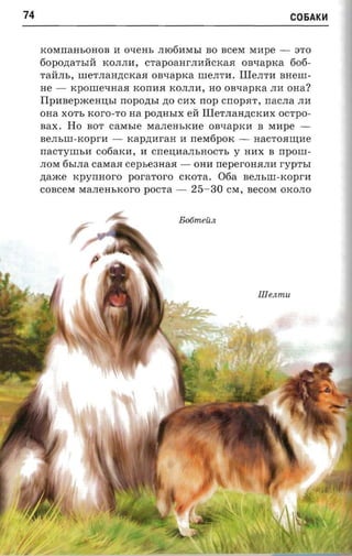 74                                                               C06AKH

     KOMrraHbOHOB H oxem, JIl06HMbI BO BCeM MHpe -               3TO
     60pO,n;aTbIll KOJIJIH,   CTapOaHrJIHllCKaR oaxapxa 606­
     TallJIb, lIleTJIaH,n;CKaR onnaprca lIleJITH. IIIeJITH anent­
     He -   xporne-maa rcorraa KOJIJIH, HO onxapxa JIH OHa?
     I1pHBepmeHII;bI    nopozrsr   no CHX nop cnopar, rrac.na JIH
     OHa XOTb KorO-TO aa pO,n;HbIX ell IIIeTJIaH,n;cKHx OCTpO­
     sax. Ho BOT    caxrsre   MaJIeHbKHe OBqapKH B MHpe ­
     BeJIblIl-KOprH -    Kap,n;HraH H rreM6pOK -      HaCTORIII;He
     nacrvnn,n c06aKH, H CrreII;HaJIbHOCTb Y HHX B nponr­
     JIOM 6bIJIa caxsaa cepseaaaa -      OHH neperOHRJIH   rvp'rsr
     ztaxce xpyrmoro pora'ror-o CKOTa. 06a BeJIblIl-KOprH
     COBceM MaJIeHbKOro pOCTa -         25-30    CM, BeCOM OKOJIO



                                      Boomeiin




                                                      Illenmu.
 