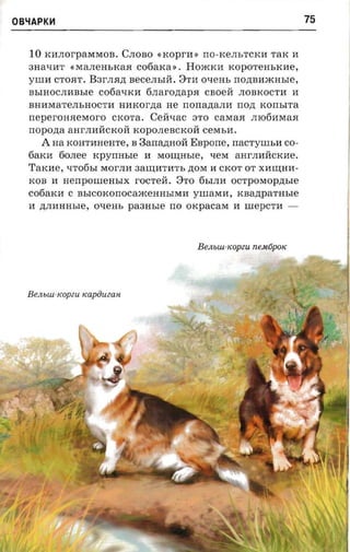 OBliAPKH                                                                   75


   10   KllJIOI'paMMOB. CJIOBO «rcopr-n : rrO-KeJIbTC KI1 TaK II
   3HR4:llT (,MaJI eHbKaR      cofiaxa». Hoxocn xopo-rem.xne,
   ynrn   CTORT. B3I'JIR,n;   aece.nsra . 8Tll ovens rrozraaacnsre,
   BhIHOCJIllBhle    cofiaxxrr finar-oztaprr csoeii       JIOBKOCTll II
   BHllM aTeJIbHOCTll  amcorna He nonanann nozt xonsrra
   rreperonaesror-o CKOTa. Ceiivac 3TO casraa JIl06I1MaR
   nopozra aHI'JIllllCKOll KOpOJIeBCKOll cesrsu.
      AHa KOHTI1HeHTe, B Banaznrofi Enpone, nacryursn CO­
   6aKll 60JIee rcpynasre II MO~Hble, qeM aHI'JIllllCKlle.
   Tarcae, qTo6bI MOI'JIll aaurarn'n, ,n;OM II CKOT OT xnuran­
   KOB II nenponrensrx I'OCTe rr. 8TO 6bIJIll ocrposropzrsre
   cofiaicn C BbICOKOrrOCa.iKeHHhIMll yuraxra, xaazrparmae
   II ,n;JIllHHble, Oq eHh    paaasre   rro   oxpacax    II urepcrn ­




                                               B eJlbUl -KOpZU n e.M6pOK




  B eJlbUl-KOpZU «apiiuean.
 