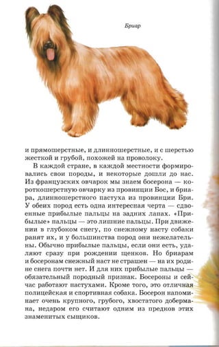 Bpuap




M npareonrepcr-asre, M ,ll;JIMHHOllIepCTHble, M C rnepcrsro
.lKeCTKOH M rpy6oH, rroxoxceii na rrpOBOJIOKy.
    B Ka.IK,ll;Oll crpaae, B Ka.IK,ll;Oll MeCTHOCTM epOPMMPO­
BaJIMCb CBOM nopozn,i, M nexoropsre ,ll;OllIJIM zro HaC.
H3 eppaHIJ;Y3CKMX OBLIapOK MbI 3HaeM fiooepona - KO­
pOTKOllIepcTHyIO os-raprcy M3 rrpOBMHIJ;MM Boc, M fipaa­
pa, ,ll;JIMHHOllIepCTHoro nacryxa M3 rrpOBMHIJ;MM BpM.
Y 06eMx nopozt ecrt, ozma MHTepeCHaR xepra - C,ll;BO­
eansre rrpnfisr.nsre nam.usr na 3a,ll;HMX .nanax. «IIpn­
6bIJIble » narn.nsr - 8TOJIMllIHMe IIaJIbIJ;bI. IIpM ,ll;BM.lKe­
HMM B rJIy6oKoM cner-y, rro CHe.IKHOMY aacry cofiarcn
paHRT MX, M Y 60JIbllIMHCTBa nopozt OHM He.IKeJIaTeJIb­
HbI. 06bILIHO npntistm.re rransrn,r, eCJIM OHM ecrr., yna­
JIRIOT cpaay npn pO.IK,ll;eHMM II.J;eHKOB. Ho fipnapara
M fioceponara CHe.IKHbIll HaCT He crpamen -        na MX PO,ll;M­
He cner-a rrOLITM HeT. H ,ll;JIR HMX rrpatisr.nsre nansnsr ­
06R3aTeJIbHbIll rropoznnaa npnaaax. Boceponsr M cell ­
LIac pa60TaIOT nacryxasrn. KpOMe roro, 8TO OTJIMLIHaR
IIOJIMIJ;ellCKaR M CIIopTMBHaR cofiatca. Bocepoa HarrOMM­
traer OLIeHb rcpymroro, rpy6oro, XBOCTaToro ,ll;06epMa­
aa, aenapom ero CLIMTaIOT O,ll;HMM M3 rrpezncon 8TMX
3HaMeHMTbIX CbIII.J;MKOB.
 