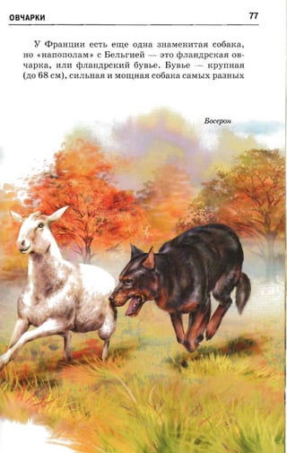 OB'iAPK~                                                      77

     y     q>paH~llll eCTb erne ozraa 3HaMeHllTaH cofiarca,
   HO « nanononara : C BeJIbrlleH - 3TO <pJIaH,n;pCKaH OB­
   xapxa, liJIll ¢JIaH,n;pCKllH 6YBbe. BYBbe - rcpyrmaa
   (zto 68 CM), Cli JIbHaH II MO~HaH cotiaxa caMbIX paaasrx




                                                 Bocepon.
 