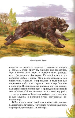 OKpaCOB     -    psrxcero ,      xepnoro,        TJiIrpOBOrO ,   «rrepen
C COJIbIO ».    YIIlJiI BHC.H'-lJiIe,       paasnre KyrrJiIpOBaJIJiICb.
BYBbe    ncerna 6bIJI       BepHbIM          rrOMOIIJ;HHKOM qirranzrp­
CKHX    diepmepoa JiI      6IOprepOB.         fP03HbIH CTOpOm XO­
3.HMCKOrO zrotipa JiI CKOTa. OHJiI JiICrrOJIb30BaJIJiICb KaK
CKOTOrOHHble C06aKJiI, aanparanacs B TeJIemKJiI ,n;JI.H
rrepeaoaxn      He60JIbIIlJiIX     rpyaoa,       aanpnvrep 6JiI,n;OHOB
C MOJIOKOM.     B   CrreU;JiIaJIbHbIX KOJIeCaX BepTeJIJiI xcepno­
aa na MaJIeHbKHX MeJIbHJiIu;aX JiI rrpJiIBO,n;JiIJIJiI B ,n;eHCTBJiIe
MacJI060HKJiI. CeH'-laC TeXHJiIKa BbIIIOJIH.HeT STY pafio­
Ty, HO ,n;JI.H OXpaHbI <pePM KaK C06aKa-TeJIOXpaHJiITeJIb
JiI ,n;JI.H CJIym6bI   B rrOJIJiIU;JiIJiI    6YBbe BOCTpe60BaH rro­
npeacaevry.
  B BeJIbrJiIJiI    rrOMJiIMO STOH ec'rs JiI CBOJiI C06CTBeHHble
6eJIbrJiIHCKJiIe OB'-lapKJiI.    Hx xer srpe nopozrsr:      MaJIHHya,
TIOpBepeH, rpronenztans H naxeaya.
 