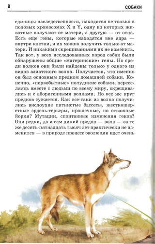 8                                                              C06AKH


    e,n;HHHU;bI HaCJIe,n;cTBeHHocTH, Haxo,n;.HTC.H He TOJIbKO B
    rrOJIOBbIX XpOMOCOMax      X   H   Y,   O,n;HY H3 KOTOpbIX mH­
    BOTHble rrOJIY1IaIOT OT MaTepH, a zrpyr-yro -         OT orna.
    ECTb eme      rerrsr, xoropsre     Haxo,n;.HTC.H BHe aztpa ­
    BHyTpH KJIeTKH, H HX MomHO rrOJIY1IHTb TOJIbKO OT Ma­
    repa.   If HHKaKHMH CKpe~HBaHH.HMHHX            He H3MeHHTb.
    TaK BOT, y ncex HCCJIe,n;OBaHHbIX nopozr cofiarc 6bIJIH
    otiaapyzcensr 06~He «MaTepHHCKHe,) rear,r. Ho cpe­
    ,n;H BOJIKOB OHH 6bIJIH HaH,n;eHbI TOJIbKO y ozmoro H3
    BH,n;OB aaaarcxorc BOJIKa. IIoJIy1IaeTC.H, qTO HMeHHO
    OH 6bIJI OCHOBHbIM npezncora ,n;OMarnHeH cotiaxn. ICo­
    HeqHO, «IIepBo6bITHbIe » rrOJIy,n;HKHe cofiarcn, nepece­
    JI.H.HCb BMeCTe C JIIO,n;bMH rro aceray MHpy,      CKpe~HBa­

    JIHCb H C a60pHreHHbIMH BOJIKaMH. Ho nee me xpyr
    npezncon cyacaerca. ICaK Bce-TaKH H3 BOJIKa no.ny-ra­
    JIHCb BMCJIoyxMe II.HTHHCTble 6acceTbI,          xcecrxomep­
    CTHbIe apzterrs-repsepta,   rcpoure-msre, HO OTBamHbIe
    HOpKM?    MyTaU;MM,     cnom-annsre H3MeHeHM.H reHOB?
    OHH pezncn, zta M casr ,n;HKMH IIpe,n;OK -      BOJIK -   aa Te
    me ,n;eC.HTb -rr.HTHa,n;u;aTb TbIC.H1I JIeT rrpaKTM1IeCKH He M3­
    MeHMJIC.H -   B npapozte nponecc SBOJIIOU;MM M,n;eT 01IeHb
 