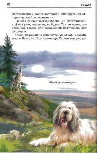 86                                                                  C06AK~



     OTe'IeCTBeHHaJI aoirna IIOCTaBIIJHI IOmHOpYCCKIIX OB­
     'I apOK na Kpaii llC'Ie3HOBeHllJI.
        Tlopozta   ceii'Iac BOCCTaHOBJIeHa , HO MHOrO'IIICJIeH­
     Hoii OHa yxce, BepOJITHO, He 6y,n;eT. TeM He MeHee, 3TO
     OT JIll'IHaJI cofiaxa ,n;JIJI   aaropoznrsrx   KOTTe,n;meii, ,ll;JIJI
     rpepxrepos.
        O'IeHh IIOXOmaJI na roxcnopyccrcyro OB'IapKY cofiarca
     ec-n, B   Benrpnn.    8TO KOMOH,n;Op.      Crpcro      rOBopJI, KO-




                                        JOJlCHOpyCCKaR   oesapiea
 