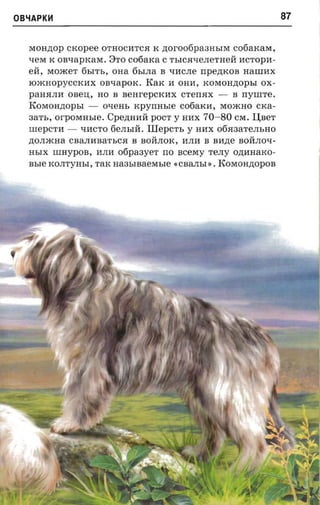 OBl.iAPKH                                                                 87

   MOH~OP cxopee OTHOCI1TCR K ~or006pa3HhIM C06aKaM,
   "lleM K ouxaprcare. 8TO cotiaxa C ThICR"lleJIeTHei1: I1CTOpl1­
   err, MO./KeT 6hITh, OHa 6hIJIa B "llI1CJIe ITpe~KOB HaIIII1X
   IO./KHOPYCCKl1X onxapox. KaK 11 OHI1, KOMOH~OPhI OX­
   paHRJIl1   onen,   HO B BeHrepCKl1X CTeITRX -           B rrYIIITe.
   KOMOH,n;OphI -      OqeHh    xpyrnrsre   C06aKl1, MO./KHO CKa­
   aart., orpoerasre. Cpeznrait pOCT y Hl1X 70 -80 CM. IJ;BeT
   IIIepCTI1 - "llI1CTO 6eJIhIll:. Illepcrr, y HI1X o6R3aTeJIhHO
   ,n;OJI./KHa CBaJIl1BaThCR B BOll:JIOK, I1JII1 B Bl1,n;e BOll:JIO"ll­
   HhIX IIIHypOB, I1JII1 ofipaayer ITO ncevry TeJIy o,n;I1HaKO­
   nsre   KOJITyHhI, TaK   aaasmaesrsre    «CBaJIhI'). KOMOH~OPOB
 