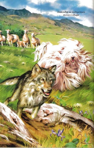 K O HO p He nodnucmum
   MO O
     80JlIW K omape
 