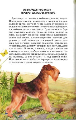 >KH3HEPAAOCTHOE nllEMSI ­
              TEPbEPbl, WHAYUEPbl, nHHLiEPbl

   BpI1TaHI.J;hI -      BeJII1KaR C06aKOBO,n;qeCKaR HaI.J;I1R.
HaI.J;I1R CrrOpTCMeHOB, MeXaHI1KOB 11 CTOpOHHI1KOB paa­
,n;eJIeHI1R Tpy,n;a.   11 3Ta   I1X qepTa HaIIIJIa orpaacenne He
TOJIhKO B rrpOMhIIIIJIeHHOCTI1, HO 11 B mI1BOTHOBo,n;CTBe,
11 B co6aKOBo,n;CTBe B qaCTHOCTI1. Cy,n;I1Te CaMI1 -                6op­
asre xpynasre,       MeJIKI1e, rOHQI1e na 3aHI.J;a, rOHQI1e na
JII1CY, na   asrzrpy,   na OJIeHR, CKOpOCTHhle rJIa,n;KOIIIep­
CTHhIe rrOHHTephI,           ,n;JII1HHOIIIepCTHhle      cer-repsr   ,n;JIR
pa3HhIX yro,n;I1H, CrraHI1eJII1 ,n;JIR yro,n;I1H, nerronxozra­
II.J;I1X ,n;JIR JIeraBhIX,   aonansre   CrraHI1eJII1, perpn sepsr,
QTo6hI rronaaarr, ,n;06hIQy, OBQapKI1 ,n;JIR nac'r sfisr, ztor-n
,n;JIR OXpaHhI.   B    .necax , B rrOJIRX, B nozte 11 rrOQTI1 QTO
B soazryxe -      BCIO,n;y C06aKI1 rrOMOraJII1 QeJIOBeKy.       Ka­
meTCR, He OCTaJIOCh CTI1XI1l'I, rzie 6hI          cooaxa He cJIymI1­
JIa QeJIOBeKy.     A    nozt 3eMJIeH?       11   nozr 3eMJIeH Tome.
11 Ha3BaHI1e     TaKl'IX cotiarc -     TepbephI -        rrpol'ICxo,n;I1T
OT JIaTI1HCKOrO CJIOBa        e reppa : -    3eMJIR .
 