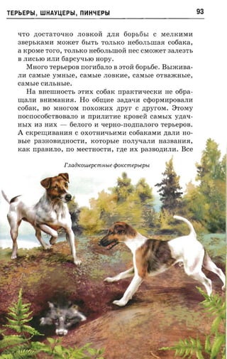 TEPbEPbl, WHAYUEPbl, m1HLfEPbl                                               93


   qTO AOCTaTOqHO JIOBKOA AJIH                60Pb6~ C MeJIK11M11
   3BepbKaM11 MOmeT 6bITb TOJIbKO nefio.nr-rrraa cotiaxa,
   a KpOMe roro, TOJIbKO He60JIblliOA nee craoacer 3aJIe3Tb
   B JI11CbIO 11JI11   fiapcyasro   nopy.
       Maoro repsepos        nor-nfiano B 8TOA 60pb6e.        Bsrxoraa­
   JI11carasre yMHble, caxtsre        JIOBK11e,   casrsre   OTBamHble,
   care sre C11JIbHble.
       Ha BHelliHOCTb 8TMX c06aK npaKTI1QeCKM He ofipa­
   ~aJIM BHMMaHMH. Ho 06~I1e 3aAaQM CepOpMMpOBaJIM
   c06aK, BO MHorOM noxoxcnx zrpyr C APyrOM. 8TOMy
   nocnoc06CTBOBaJIO M npMJIMTMe KpOBeA                    carasrx   YAaq­
   HbIX M3 HMX -         6eJIoro I1 qepHO-nOAnaJIOrO repsepoa.
   A   CKpe~MBaHMH C OXOTHMqbI1MM c06aKaMI1 AaJIM HO­
   asre   pa3HOBI1AHOCTM,        xoropsre    nOJIyqaJI11 Ha3BaHI1,H,
   KaK npaBMJIO, no MeCTHOCTI1, rne MX pa3BOAI1JIM. Bce


                       rnaiiicoiuepcmneie tpoiccmepiepu.
 