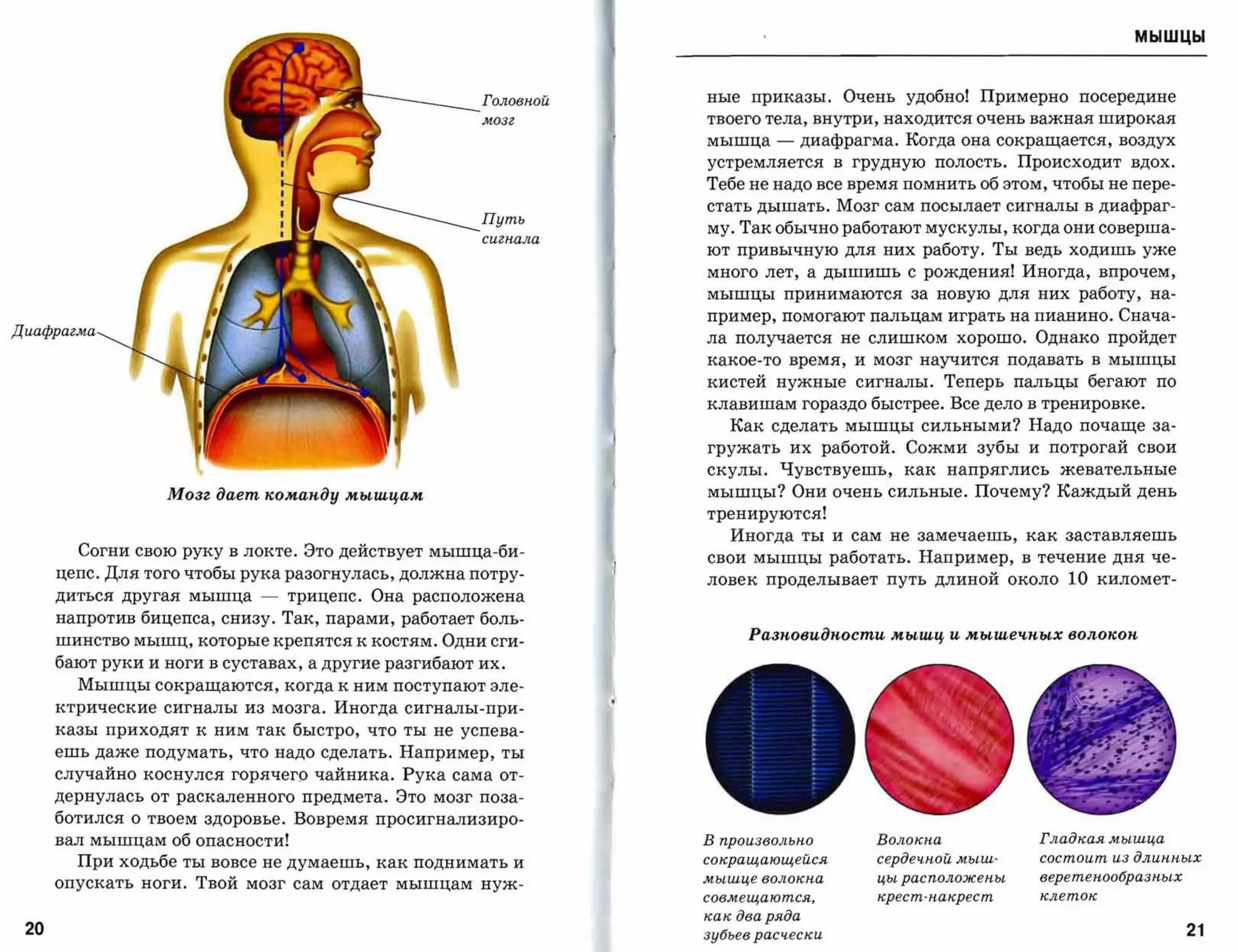 мышцы




                                                      Головной   ные приказы.       Очень удобно!   Примерно          посередине
                                                      мозг       твоего тела, внутри, находится очень важная широкая

                                                                 мышца    -   диафрагма. Когда она сокращается, воздух
                                                                 устремляется в грудную полость. Происходит вдох.
                                                                 Тебе не надо все время помнить об этом, чтобы не пере­
                                                                 стать дышать. Мозг сам посылает сигналы в диафраг­
                                                      Путь
                                                                 му. Так обычно работают мускулы, когда они соверша­
                                                      сигнала
                                                                 ют привычную для них работу. Ты ведь ходишь уже
                                                                 много лет, а дышишь с рождения! Иногда, впрочем,
                                                                 мышцы принимаются за новую для них работу, на­
                                                                 пример, помогают пальцам играть на пианино. Снача­
Диафрагма
                                                                 ла получается не слишком хорошо. Однако пройдет
                                                                 какое-то время,     и мозг научится подавать в мышцы

                                                                 кистей нужные сигналы. Теперь пальцы бегают по
                                                                 клавишам гораздо быстрее. Все дело в тренировке.
                                                                    Как сделать мышцы сильными? Надо почаще за­
                                                                 гружать их работой. Сожми зубы и потрогай свои
                                                                 скулы.    Чувствуешь,    как напряглись жевательные

                  Мозг дает "оманду мышцам                       мышцы? Они очень сильные. Почему? Каждый день
                                                                 тренируются!
                                                                    Иногда ты и сам не замечаешь, как заставляешь
        Согни свою руку в локте. Это действует мышца-би­         свои мышцы работать. Например, в течение дня че­
      цепс. Для того чтобы рука разогнулась , должна потру­      ловек проделывает путь длиной около            10          километ­
      диться другая мышца    -   трицепс. Она расположена
      напротив бицепса, снизу. Так, парами, работает боль­
      шинство мышц, которые крепятся к костям. Одни сги­              Разnовuдnостu мышц и мышеч,nых воло"оn




                                                                                                                 .•
      бают руки и ноги в суставах, а другие разгибают их.
        Мышцы сокращаются, когда к ним поступают эле­                                                            ~
                                                                                                                .~~~,..
      ктрические сигналы из мозга. Иногда сигналы-при­                                                          .. ~!!:.-"..        .~~

      казы приходят к ним так быстро, что ты не успева­                                                   ,,,:-             --~","
                                                                                                                  .   /'.    .
      ешь даже подумать, что надо сделать. Например, ты
                                                                                                            :




      случайно коснулся горячего чайника. Рука сама от­
                                                                                                           /~'~              ....   ~_.
                                                                                                            .-­
      дернулась от раскаленного предмета. Это мозг поза­
      ботился о твоем здоровье. Вовремя просигнализиро­
      вал мышцам об опасности!                                   В nроизвольно         Волокна           Гладкая мышца

        При ходьбе ты вовсе не думаешь, как поднимать и          сокращающейся         сердеч.ноЙ мыш­   состоит из длинных
                                                                 мышце волокна         цы расположены    веретенообразных
      опускать ноги. Твой мозг сам отдает мышцам нуж­
                                                                 совмещаются,          крест-накрест     клеток

                                                                 как два ряда
 20                                                              зубьев расч.ески                                                         21
 