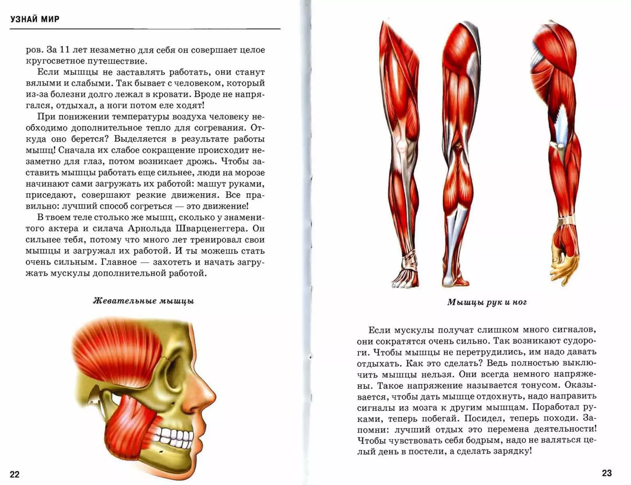 УЗНАЙ мир



     ров. За   11   лет незаметно для себя он совершает целое
     кругосветное путешествие.

       Если мышцы не заставлять работать, они станут
     вялыми и слабыми. Так бывает с человеком, который
     из-за болезни долго лежал в кровати. Вроде не напря­
     гался, отдыхал, а ноги потом еле ходят!
       При понижении температуры воздуха человеку не­
     обходимо дополнительное тепло для согревания. От­
     куда оно берется? Выделяется в результате работы
     мышц! Сначала их слабое сокращение происходит не­
     заметно для глаз, потом возникает дрожь. Чтобы за­
     ставить мышцы работать еще сильнее, люди на морозе
     начинают сами загружать их работой: машут руками,
     приседают,      совершают   резкие движения.     Все пра­
     вильно: лучший способ согреться      -   это движение!
       В твоем теле столько же мышц, сколько у знамени­
     того актера и силача Арнольда Шварценеггера. Он
     сильнее тебя, потому что много лет тренировал свои
     мышцы и загружал их работой. И ты можешь стать
     очень сильным. Главное       -   захотеть и начать загру­
     жать мускулы дополнительной работой.



                        Жеваmельnые мышцы                                           Мышцы рук и nог



                                                                   Если мускулы получат слишком много сигналов,
                                                                 они сократятся очень сильно. Так возникают судоро­
                                                                 ги. Чтобы мышцы не перетрудились, им надо давать
                                                                 отдыхать. Как это сделать? Ведь полностью выклю­
                                                                 чить мышцы нельзя. Они всегда немного напряже­
                                                                 ны. Такое напряжение называется тонусом. Оказы­
                                                                 вается, чтобы дать мышце отдохнуть, надо направить
                                                                 сигналы из мозга к другим мышцам. Поработал ру­
                                                                 ками, теперь побегай. Посидел, теперь походи. За­
                                                                 помни: лучший отдых это пере мена деятельности!
                                                                 Чтобы чувствовать себя бодрым, надо не валяться це­
                                                                 лый день в постели, а сделать зарядку!


22                                                                                                                     23
 