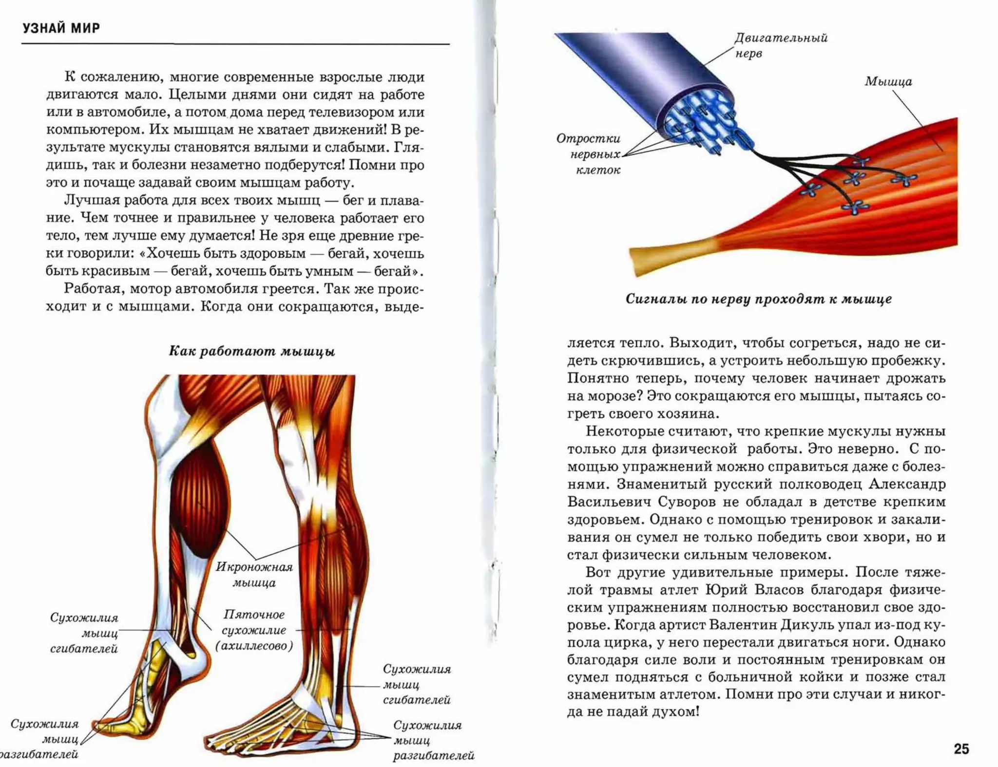 УЗНАЙ мир
                                                                                                    двигателъный
                                                                                                    нерв


          К сожалению, многие современные взрослые люди                                                             Мышца
       двигаются мало. Целыми днями они сидят на работе
       или в автомобиле, а потом дома перед телевизором или
       компьютером. Их мышцам не хватает движений! В ре­
       зультате мускулы становятся вялыми и слабыми. Гля­
       дишь, так и болезни незаметно подберутся! Помни про
       это и почаще задавай своим мышцам работу.
         Лучшая работа для всех твоих мышц       -   бег и плава­
       ние. Чем точнее и правильнее у человека работает его
       тело, тем лучше ему думается! Не зря еще древние гре­
       ки говорили: «Хочешь быть здоровым    -   бегай, хочешь
       быть красивым   -   бегай, хочешь быть умным    -   бегай».
         Работая, мотор автомобиля греется. Так же проис­
                                                                                    Сигпалы по nерву проходят к ,мышце
       ходит и с мышцами. Когда они сокращаются, выде­


                                                                            ляется тепло. Выходит, чтобы согреться, надо не си­
                           Как работают ,мышцы
                                                                            деть скрючившись, а устроить небольшую пробежку.
                                                                            Понятно теперь, почему человек начинает дрожать
                                                                            на морозе? Это сокращаются его мышцы, пытаясь со­
                                                                            греть своего хозяина.

                                                                              Некоторые считают, что крепкие мускулы нужны
                                                                            только для физической работы. Это неверно.    С по­
                                                                            мощью упражнений можно справиться даже с болез­
                                                                            нями. Знаменитый русский полководец Александр
                                                                            Васильевич Суворов не обладал в детстве крепким
                                                                            здоровьем. Однако с помощью тренировок и закали­
                                                                            вания он сумел не только победить свои хвори, но и
                                                                            стал физически сильным человеком.
                                                                              Вот другие удивительные примеры. После тяже­
                                                                            лой травмы атлет Юрий Власов благодаря физиче­
                                                                            ским упражнениям полностью восстановил свое здо­
       Сухожилия
           мышц      ,1    J                                                ровье. Когда артист Валентин Дикуль упал из-под ку­
                                                                            пола цирка, у него перестали двигаться ноги. Однако
       сгибателей
                                                                            благодаря силе воли и постоянным тренировкам он
                                                            Сухожилия
                                                                            сумел подняться с больничной койки и позже стал
                                                            мышц
                                                                            знаменитым атлетом. Помни про эти случаи и никог­
                                                            сгибателей
                                                                            да не падай духом!
 Сухожилия                                                   Сухожилия
      мышц
                                ~~~мышц
Jазгибателей                        e'~                      разгибателей                                                         25
 