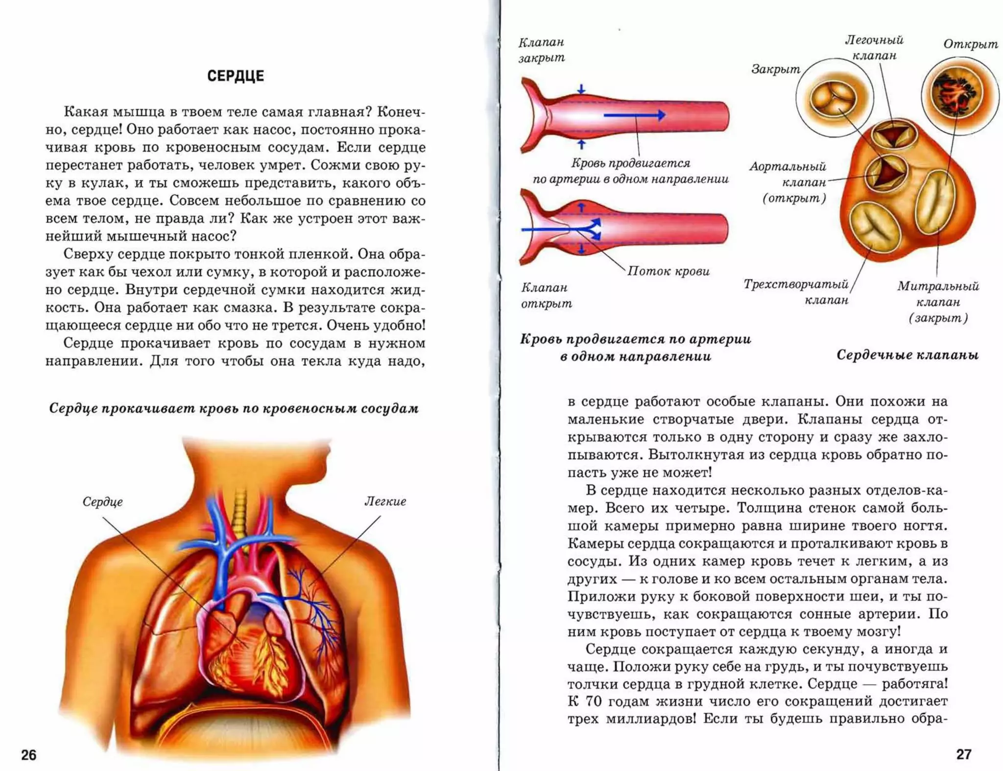 Клапан                                               Легочный
                                                                                                                                  Открыт
                                                            закрыт                                                 клапан


                           СЕРДЦЕ


       Какая мышца в твоем теле самая главная? Конеч­
     но, сердце! Оно работает как насос, постоянно прока­
     чивая кровь по кровеносным сосудам. Если сердце
     перестанет работать, человек умрет. Сожми свою ру­              Кровь продвигается
          Аортальный
     ку в кулак, и ты сможешь представить, какого объ­        по артерии в одном направлении
          клапан


     ема твое сердце. Совсем небольшое по сравнению со                                              (открыт)

     всем телом, не правда ли? Как же устроен этот важ­
     нейший мышечный насос?
       Сверху сердце покрыто тонкой пленкой. Она обра­
     зует как бы чехол или сумку, в которой и расположе­                           Поток крови
                                                            Клапан                                Трехстворчатый            МитраЛbliЫЙ
     но сердце. Внутри сердечной сумки находится жид­
                                                                                                          клапан              клапан
                                                            открыт
     кость. Она работает как смазка. В результате сокра­
                                                                                                                             (закрыт)
     щающееся сердце ни обо что не трется. Очень удобно!
       Сердце прокачивает кровь по сосудам в нужном         Кровь продвигается по артерии
                                                                  в одном направлении                           Сердеч,ные клапаны
     направлении. Для того чтобы она текла куда надо,


                                                                     в сердце работают особые клапаны. Они похожи на
     Сердце nрокач,ивает кровь по кровеносным сосудам
                                                                     маленькие створчатые двери. Клапаны сердца от­
                                                                     крываются только в одну сторону и сразу же захло­

                                                                     пываются. Вытолкнутая из сердца кровь обратно по­
                                                                     пасть уже не может!
                                                                         В сердце находится несколько разных отделов-ка­
          Сердце                                Легкие
                                                                     мер. Всего их четыре. Толщина стенок самой боль­
                                                                     шой камеры примерно равна ширине твоего ногтя.
                                                                     Камеры сердца сокращаются и проталкивают кровь в
                                                                     сосуды. Из одних камер кровь течет к легким, а из
                                                                     других    -    к голове и ко всем остальным органам тела.

                                                                     Приложи руку к боковой поверхности шеи, и ты по­
                                                                     чувствуешь, как сокращаются сонные артерии. По
                                                                     ним кровь поступает от сердца к твоему мозгу!
                                                                         Сердце сокращается каждую секунду, а иногда и
                                                                     чаще. Положи руку себе на грудь, и ты почувствуешь
                                                                     толчки сердца в грудной клетке. Сердце         -   работяга!
                                                                     К   70   годам жизни число его сокращений достигает
                                                                     трех миллиардов! Если ты будешь правильно обра­


26                                                                                                                                  27
 
