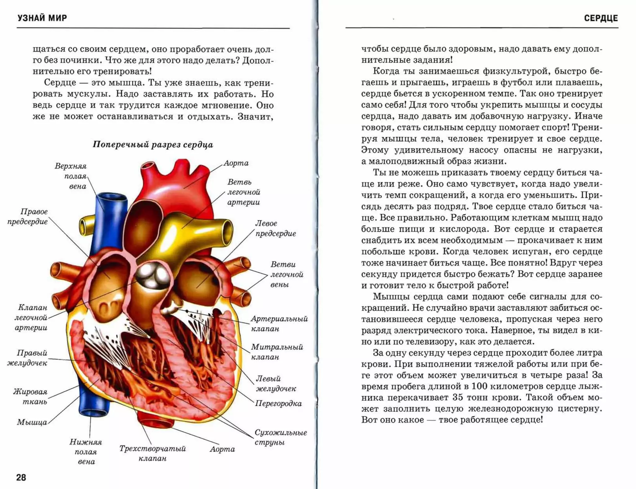 УЗНАЙ мир                                                                                                                       СЕРДЦЕ



       щаться со своим сердцем, оно проработает очень дол­              чтобы сердце было здоровым, надо давать ему допол­
       го без починки. Что же для этого надо делать? Допол­             нительные задания!
       нительно его тренировать!                                          Когда ты занимаешься физкультурой, быстро бе­
         Сердце   -   это мышца. Ты уже знаешь, как трени­              гаешь и прыгаешь, играешь в футбол или плаваешь,
       ровать мускулы. Надо заставлять их работать. Но                  сердце бьется в ускоренном темпе. Так оно тренирует
       ведь сердце и так трудится каждое мгновение. Оно                 само себя! Для того чтобы укрепить мышцы и сосуды
       же не может останавливаться и отдыхать. Значит,                  сердца, надо давать им добавочную нагрузку. Иначе
                                                                        говоря, стать сильным сердцу помогает спорт! Трени­
                                                                        руя   мышцы   тела,   человек   тренирует   и   свое   сердце.
                      Поперечный разрез сердца
                                                                        Этому удивительному насосу опасны не нагрузки,
                                                 Аорта                  а малоподвижный образ жизни.
                                                                          Ты не можешь приказать твоему сердцу биться ча­
                                                 Ветвь                  ще или реже. Оно само чувствует, когда надо увели­
                                                                        чить темп сокращений, а когда его уменьшить. При­
                                                                        сядь десять раз подряд. Твое сердце стало биться ча­
   Правое
                                                                        ще. Все правильно. Работающим клеткам мышц надо
nредсердие                                               Левое
                                                                        больше пищи и кислорода. Вот сердце и старается
                                                         nредсердие
                                                                        снабдить их всем необходимым       -   прокачивает к ним
                                                                        побольше крови. Когда человек испуган, его сердце
                                                             Ветви      тоже начинает биться чаще. Все понятно! Вдруг через
                                                             легочной   секунду придется быстро бежать? Вот сердце заранее
                                                             вены       и готовит тело к быстрой работе!
                                                                          Мышцы сердца сами подают себе сигналы для со­
  Клапан
                                                               кращений. Не случайно врачи заставляют забиться ос­
 легочной
                                                              тановившееся сердце человека,      пропуская через него
 артерии

                                                                        разряд электрического тока. Наверное, ты видел в ки­
                                                                        но или по телевизору, как это делается.
                                                         Митральный
  Правый                                                                  За одну секунду через сердце проходит более литра
                                                         клапан
~елудочек----~~~~~'
                                                                        крови. При выполнении тяжелой работы или при бе­
                                                                        ге этот объем может увеличиться в четыре раза! За
                                                                        время пробе га длиной в   100   километров сердце лыж­
 Жировая
                                                                        ника перекачивает 35 тонн крови. Такой объем мо­
   ткань                                                 Перегородка
                                                                        жет   заполнить целую железнодорожную цистерну.

  Мышца                                                                 Вот оно какое   -   твое работящее сердце!
                                                         Сухо~ильные
                                                         струны
                           Трехстворчатый    Аорта
                               клапан



  28
 