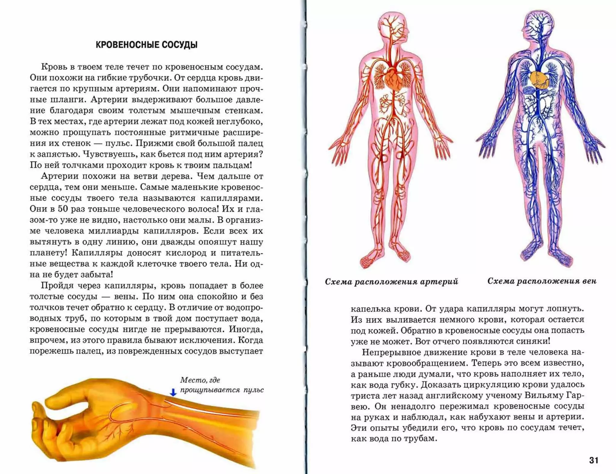 КРОВЕНОСНЫЕ СОСУДЫ


  Кровь в твоем теле течет по кровеносным сосудам.
Они похожи на гибкие трубочки. От сердца кровь дви­
гается по крупным артериям. Они напоминают проч­
ные шланги. Артерии выдерживают большое давле­
ние благодаря своим толстым мышечным стенкам.
В тех местах, где артерии лежат под кожей неглубоко,
можно    прощупать        постоянные   ритмичные           расшире­

ния их стенок    -       пульс. Прижми свой большой палец
к запястью. Чувствуешь, как бьется под ним артерия?
По ней толчками проходит кровь к твоим пальцам!
  Артерии похожи на ветви дерева. Чем дальше от
сердца, тем они меньше. Самые маленькие кровенос­
ные   сосуды    твоего     тела   называются       капиллярами.

Они в   50   раз тоньше человеческого волоса! Их и гла­
зом-то уже не видно, настолько они малы. В организ­
ме человека миллиарды капилляров. Если всех их
вытянуть в одну линию, они дважды опояшут нашу

планету! Капилляры доносят кислород и питатель­
ные вещества к каждой клеточке твоего тела. Ни од­
на не будет забыта!
                                                                       Схема расnоложеиия артерий             Схема расnоложеиия веи
  Пройдя через капилляры, кровь попадает в более
толстые сосуды       -    вены. По ним она спокойно и без
толчков течет обратно к сердцу. В отличие от водопро­                       капелька крови. От удара капилляры могут лопнуть.
водных труб, по которым в твой дом поступает вода,                          Из них выливается немного крови, которая остается
кровеносные сосуды нигде не прерываются. Иногда,                            под кожей. Обратно в кровеносные сосуды она попасть
впрочем, из этого правила бывают исключения. Когда                          уже не может. Вот отчего появляются синяки!
порежешь палец, из поврежденных сосудов выступает                             Непрерывное движение крови в теле человека на­
                                                                            зывают кровообращением.     Теперь это всем известно,
                                                                            а раньше люди думали, что кровь наполняет их тело,
                                              Место, где
                                                                            как вода губку. Доказать циркуляцию крови удалось
                                       ....   nрощуnывается    пульс
                                                                            триста лет назад английскому ученому Вильяму Гар­
                                                                            вею. Он ненадолго     пережимал    кровеносные   сосуды
                                                                            на руках и наблюдал, как набухают вены и артерии.
                                                                            Эти опыты убедили его, что кровь по сосудам течет,
                                                                            как вода по трубам.


                                                                                                                                      31
 