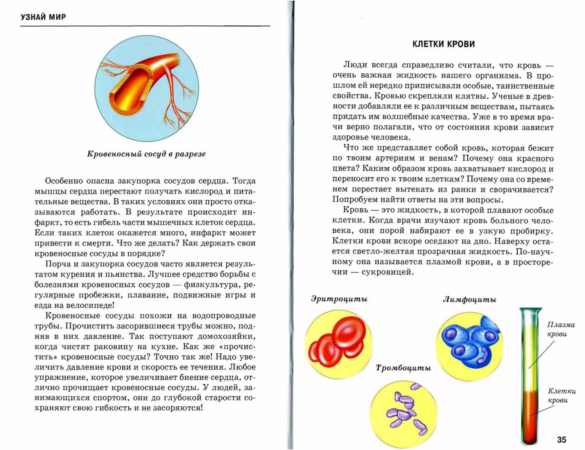 УЗНАЙ мир



                                                                                   КЛЕТКИ КРОВИ


                                                              Люди всегда справедливо считали, что кровь         ­
                                                            очень важная жидкость нашего организма. В про­
                                                            шлом ей нередко приписывали особые, таинственные
                                                            свойства. Кровью скрепляли клятвы. Ученые в древ­
                                                            ности добавляли ее к различным веществам, пытаясь
                                                            придать им волшебные качества. Уже в то время вра­
                                                            чи верно полагали, что от состояния крови зависит

                                                            здоровье человека.

                                                              Что же представляет собой кровь, которая бежит
              Кровеnосnый сосуд в разрезе
                                                            по твоим артериям и венам? Почему она красного
                                                            цвета? Каким образом кровь захватывает кислород и
    Особенно опасна закупорка сосудов сердца. Тогда         переносит его к твоим клеткам? Почему она со време­
  мышцы сердца перестают получать кислород и пита­          нем перестает вытекать из ранки и сворачивается?

  тельные вещества. В таких условиях они просто отка­       Попробуем найти ответы на эти вопросы.
  зываются работать. В результате происходит ин­              Кровь     -    это жидкость, в которой плавают особые
  фаркт, то есть гибель части мышечных клеток сердца.       клетки. Когда врачи изучают кровь больного чело­
  Если таких клеток окажется много, инфаркт может           века,     они порой набирают ее в узкую пробирку .

  привести к смерти. Что же делать? Как держать свои        Клетки крови вскоре оседают на дно. Наверху оста­
  кровеносные сосуды в порядке?                             ется светло-желтая прозрачная жидкость. По-науч­

    Порча и закупорка сосудов часто является резу ль­       ному она называется плазмой крови, а в просторе­

  татом курения и пьянства. Лучшее средство борьбы с        чии   -   сукровицеЙ.

  болезнями кровеносных сосудов   -   физкультура, ре­
  гулярные пробежки, плавание, подвижные игры и
                                                         Эритроциты                        ЛиМфоциты
  езда на велосипеде!
    Кровеносные сосуды похожи на водопроводные
  трубы. Прочистить засорившиеся трубы можно, под­                                                               Плазма
                                                                                                                 крови
  няв в них давление. Так поступают домохозяйки,
  когда чистят раковину на кухне. Как же «прочис­
  тить» кровеносные сосуды? Точно так же! Надо уве­
  личить давление крови и скорость ее течения. Любое                        Тромбоциты
  упражнение, которое увеличивает биение сердца, от­
  лично прочищает кровеносные сосуды. У людей, за­
                                                                                                                 Клетки
  нимающихся спортом, они до глубокой старости со­                                    '                         крови

  храняют свою гибкость и не засоряются!




                                                                                                                      35
 