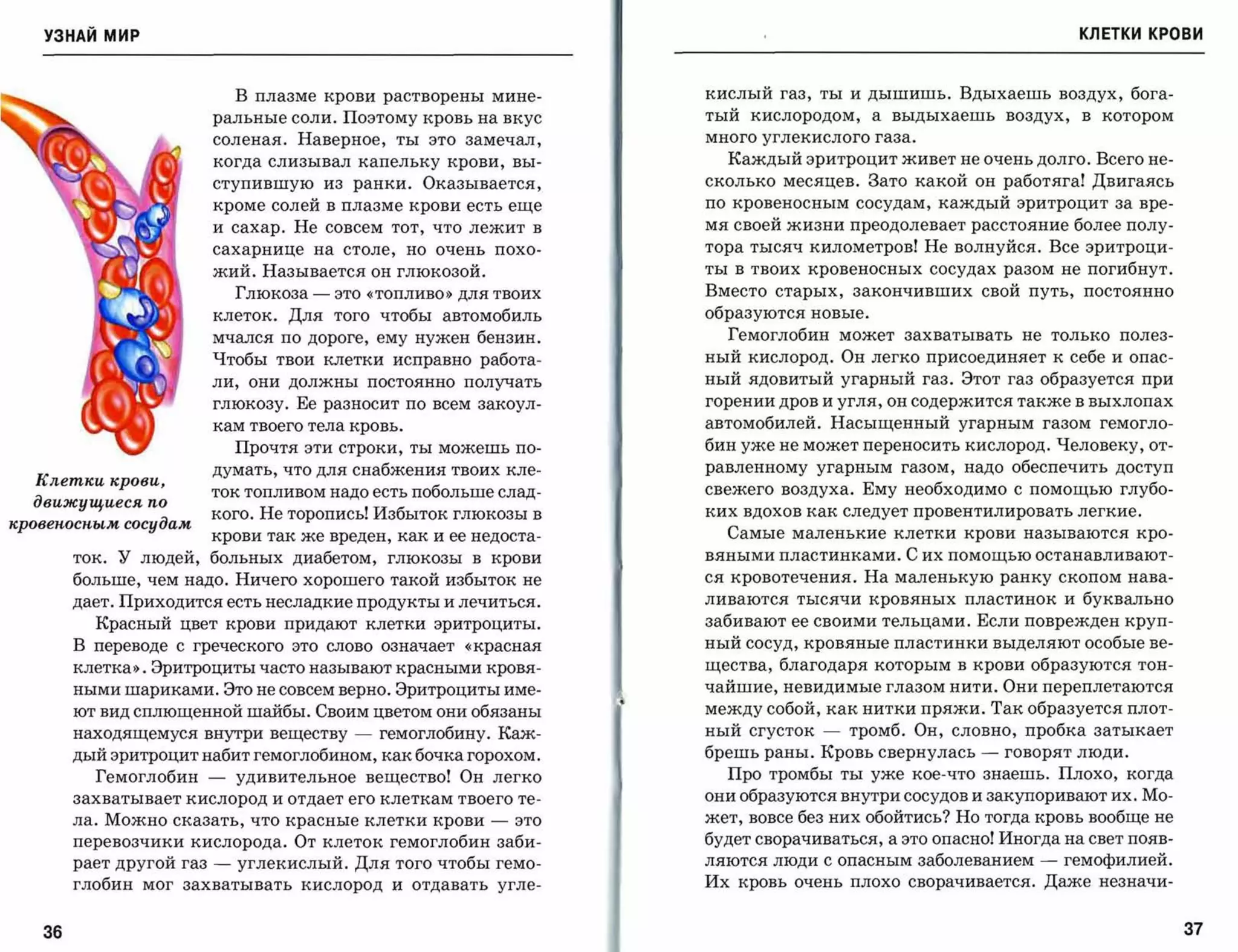 У3НАЙ мир                                                                                                              КЛЕТКИ КРОВИ



                              В плазме крови растворены мине­                 кислый газ, ты и дышишь. Вдыхаешь воздух, бога­
                          ральные соли. Поэтому кровь на вкус                 тый кислородом, а выдыхаешь воздух, в котором
                          соленая. Наверное, ты это замечал,                  много углекислого газа.

                          когда слизывал капельку крови,                вы­     Каждый эритроцит живет не очень долго. Всего не­
                          ступившую из ранки. Оказывается,                    сколько месяцев. Зато какой он работяга! Двигаясь
                          кроме солей в плазме крови есть еще                 по кровеносным сосудам, каждый эритроцит за вре­
                          и сахар. Не совсем тот, что лежит в                 мя своей жизни преодолевает расстояние более полу­
                          сахарнице     на   столе,    но   очень   похо­     тора тысяч километров! Не волнуйся. Все эритроци­
                          жий. Называется он глюкозой.                        ты в твоих кровеносных сосудах разом не погибнут.
                              Глюкоза   -    это «топливо» для твоих          Вместо старых, закончивших свой путь, постоянно
                          клеток. Для того чтобы автомобиль                   образуются новые.
                          мчался по дороге, ему нужен бензин.                   Гемоглобин может захватывать не только полез­
                          Чтобы твои клетки исправно работа­                  ный кислород. Он легко присоединяет к себе и опас­
                          ли,   они   должны       постоянно   получать       ный ядовитый угарный газ. Этот газ образуется при
                          глюкозу. Ее разносит по всем закоул­                горении дров и угля, он содержится также в выхлопах

                          кам твоего тела кровь.                              автомобилей. Насыщенный угарным газом гемогло­
                              Прочтя эти строки, ты можешь по­                бин уже не может переносить кислород. Человеку, от­
                          думать, что для снабжения твоих кле­                равленному угарным газом, надо обеспечить доступ
  Клетки крови,
                          ток топливом надо есть побольше слад­               свежего воздуха. Ему необходимо с помощью глубо­
  движущиеся по
                          кого. Не торопись! Избыток глюкозы в                ких вдохов как следует провентилировать легкие.
KpoвeиOCKЬLM сосудам
                          крови так же вреден, как и ее недоста­                Самые маленькие клетки крови называются кро­
        ток. У людей, больных диабетом, глюкозы в крови                       вяными пластинками. С их помощью останавливают­
        больше, чем надо. Ничего хорошего такой избыток не                    ся кровотечения. На маленькую ранку скопом нава­
        дает. Приходится есть несладкие продукты и лечиться.                  ливаются тысячи кровяных пластинок и буквально
          Красный цвет крови придают клетки эритроциты.                       забивают ее своими тельцами. Если поврежден круп­
        В переводе с греческого это слово означает             «красная       ный сосуд, кровяные пластинки выделяют особые ве­
        клетка». Эритроциты часто называют красными кровя­                    щества, благодаря которым в крови образуются тон­
        ными шариками. Это не совсем верно. Эритроциты име­                   чайшие, невидимые глазом нити. Они переплетаются
        ют вид сплющенной шайбы. Своим цветом они обязаны                     между собой, как нитки пряжи. Так образуется плот­
        находящемуся внутри веществу           -    гемоглобину. Каж­         ный сгусток   -   тромб. Он, словно, пробка затыкает
        дый эритроцит набит гемоглобином, как бочка горохом.                  брешь раны. Кровь свернулась    -   говорят люди.
          Гемоглобин      -   удивительное вещество! Он легко                   Про тромбы ты уже кое-что знаешь. Плохо, когда
        захватывает кислород и отдает его клеткам твоего те­                  они образуются внутри сосудов и закупоривают их. Мо­
        ла. Можно сказать, что красные клетки крови                 -   это   жет, вовсе без них обойтись? Но тогда кровь вообще не
        перевозчики кислорода. От клеток гемоглобин заби­                     будет сворачиваться, а это опасно! Иногда на свет появ­
        рает другой газ   -   углекислый. Для того чтобы гемо­                ляются люди с опасным заболеванием     -   гемофилией.
        глобин мог захватывать кислород и отдавать угле­                      Их кровь очень плохо сворачивается. Даже незначи­



   36                                                                                                                                   37
 