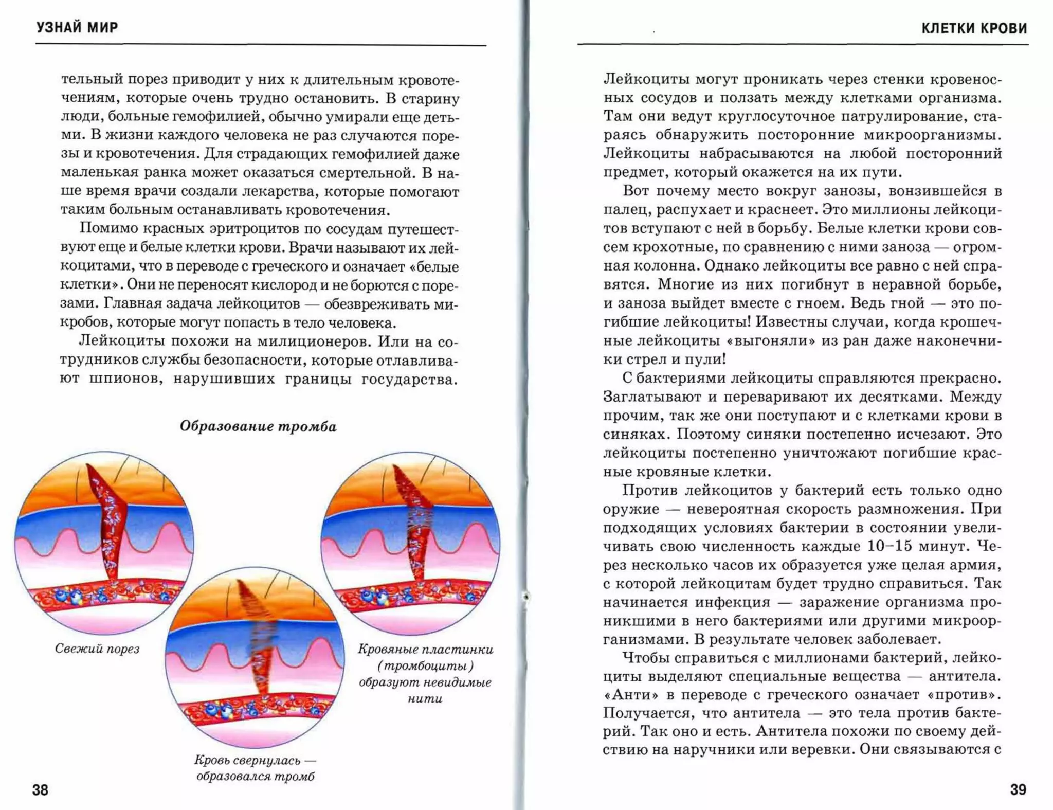 УЗНАЙ мир                                                                                                              КЛЕТКИ КРОВИ



     тельный порез приводит у них К длительным кровоте­                  Лейкоциты могут проникать через стенки кровенос­
     чениям, которые очень трудно остановить. В старину                  ных   сосудов   и ползать между клетками организма.

     люди, больные гемофилией, обычно умирали еще деть­                  Там они ведут круглосуточное патрулирование, ста­
     ми. В жизни каждого человека не раз случаются поре­                 раясь обнаружить посторонние микроорганизмы.
     зы и кровотечения. Для страдающих гемофилией даже                   Лейкоциты набрасываются на любой посторонний
     маленькая ранка может оказаться смертельной. В на­                  предмет, который окажется на их пути.
     ше время врачи создали лекарства, которые помогают                    Вот почему место вокруг занозы, вонзившейся в
     таким больным останавливать кровотечения.                           палец, распухает и краснеет. Это миллионы лейкоци­
          Помимо красных эритроцитов по сосудам путешест­                тов вступают с ней в борьбу. Белые клетки крови сов­
     вуют еще и белые клетки крови. Врачи называют их лей­               сем крохотные, по сравнению с ними заноза      -   огром­

     коцитами, что в переводе С греческого и означает «белые             ная колонна. Однако лейкоциты все равно с ней спра­
     клетки». Они не переносят кислород и не борются с поре­             вятся. Многие из них погибнут В неравной борьбе,
     зами. Главная задача лейкоцитов       -   обезвреживать ми­         и заноза выйдет вместе с гноем. Ведь гной      -   это по­
     кробов, которые могут попасть в тело человека.                      гибшие лейкоциты! Известны случаи, когда крошеч­
        Лейкоциты похожи на милиционеров. Или на со­                     ные лейкоциты «выгоняли» из ран даже наконечни­
     трудников службы безопасности, которые отлавлива­                   ки стрел и пули!
     ют    шпионов,   нарушивших     границы       государства.            С бактериями лейкоциты справляются прекрасно.
                                                                         Заглатывают и переваривают их десятками. Между
                                                                         прочим, так же они поступают и с клетками крови в
                      Образоваnuе тромба
                                                                         синяках. Поэтому синяки постепенно исчезают. Это
                                                                         лейкоциты постепенно уничтожают погибшие крас­
                                                                         ные кровяные клетки.

                                                                           Против лейкоцитов у бактерий есть только одно
                                                                         оружие   -   невероятная скорость размножения. При
                                                                         подходящих условиях бактерии в состоянии увели­
                                                                         чивать свою численность каждые      10-15     минут. Че­
                                                                         рез несколько часов их образуется уже целая армия,
                                                                         с которой лейкоцитам будет трудно справиться. Так
                                                                         начинается инфекция     -   заражение организма про­
                                                                         никшими в него бактериями или другими микроор­
                                                                         ганизмами. В результате человек заболевает.
     Свежий nорез                                  Кровяные nластuН1СU
                                                                           Чтобы справиться с миллионами бактерий, лейко­
                                                     (тромбоциты)
                                                   образуют невидимые
                                                                         циты выделяют специальные вещества        -    антитела.

                                                          нити
                                                                         «Анти»   в переводе С греческого означает «против».
                                                                         Получается, что антитела    -   это тела против бакте­
                                                                         рий. Так оно и есть. Антитела похожи по своему дей­
                                                                         ствию на наручники или веревки. Они связываются с
                        Кровь свернулась   ­
                        образовался тромб
38                                                                                                                                    39
 