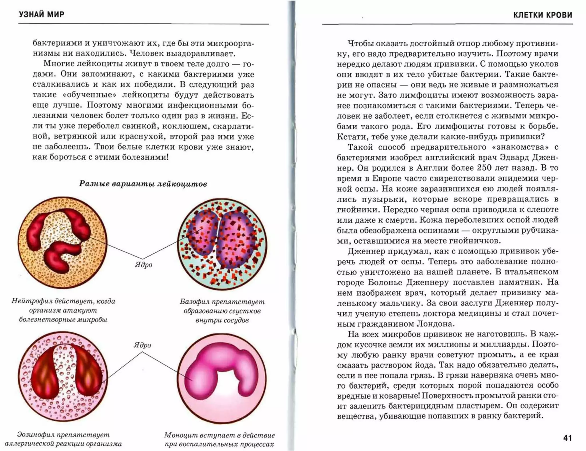УЗНАЙ мир                                                                                                          КЛЕТКИ КРОВИ



       бактериями и уничтожают их, где бы эти микроорга­                    Чтобы оказать достойный отпор любому противни­
       низмы ни находились. Человек выздоравливает.                       ку, его надо предварительно изучить. Поэтому врачи
          Многие лейкоциты живут в твоем теле долго         -   го­       нередко делают людям прививки. С помощью уколов
       дами. Они запоминают, с какими бактериями уже                      они вводят в их тело убитые бактерии. Такие бакте­
       сталкивались и как их победили. В следующий раз                    рии не опасны   -   они ведь не живые и размножаться

       такие   «обученные~        лейкоциты будут действовать             не могут. Зато лимфоциты имеют возможность зара­
       еще лучше. Поэтому многими инфекционными бо­                       нее познакомиться с такими бактериями. Теперь че­
       лезнями человек болет только один раз в жизни. Ес­                 ловек не заболеет, если столкнется с живыми микро­
       ли ты уже переболел свинкой, коклюшем, скарлати­                   бами такого рода. Его лимфоциты готовы к борьбе.
       ной, ветрянкой или краснухой, второй раз ими уже                   Кстати, тебе уже делали какие-нибудь прививки?
       не заболеешь. Твои белые клетки крови уже знают,                     Такой способ предварительного         «знакомства~   с
       как бороться с этими болезнями!                                    бактериями изобрел английский врач Эдвард Джен­
                                                                          нер. Он родился в Англии более    250   лет назад. В то
                                                                          время в Европе часто свирепствовали эпидемии чер­
                   Разnые вариаnты лейкоцитов
                                                                          ной оспы. На коже заразившихся ею людей появля­
                                                                          лись   пузырьки, которые вскоре превращались в

                                                                          гнойники. Нередко черная оспа приводила к слепоте
                                                                          или даже к смерти. Кожа переболевшихоспой людей
                                                                          была обезображенаоспинами -      округлыми рубчика­
                                                                          ми, оставшимися на месте гнойничков.
                                                                            Дженнер придумал, как с помощью прививок убе­

                                    Ядро
                                                                          речь людей от оспы. Теперь это заболевание полно­
                                                                          стью уничтожено на нашей планете. В итальянском
                                                                          городе Болонье Дженнеру поставлен памятник. На
                                                                          нем изображен врач, который делает прививку ма­
 Нейтрофил действует, когда                   Базофил nреnятствует        ленькому мальчику. За свои заслуги Дженнер полу­
      организм атакуют                         образованию сгустков
                                                                          чил ученую степень доктора медицины и стал почет­
   болезнетворные микробы                         внутри сосудов
                                                                          ным гражданином Лондона.
                                                                            На всех микробов прививок не наготовишь. В каж­
                                    Ядро                                  дом кусочке земли их миллионы и миллиарды. Поэто­
                                                                          му любую ранку врачи советуют промыть, а ее края
                                                                          смазать раствором йода. Так надо обязательно делать,
                                                                          если в нее попала грязь. В грязи наверняка очень мно­
                                                                          го бактерий, среди которых порой попадаются особо
                                                                          вредные и коварные! Поверхность промытой ранки сто­
                                                                          ит залепить бактерицидным пластырем. Он содержит
                                                                          вещества, убивающие попавших в ранку бактерий.

   Эозинофил nреnятствует                  Моноцит вступает в действие
                                                                                                                                     41
аллергической реакции организма            при воспалительных nроцессах
 