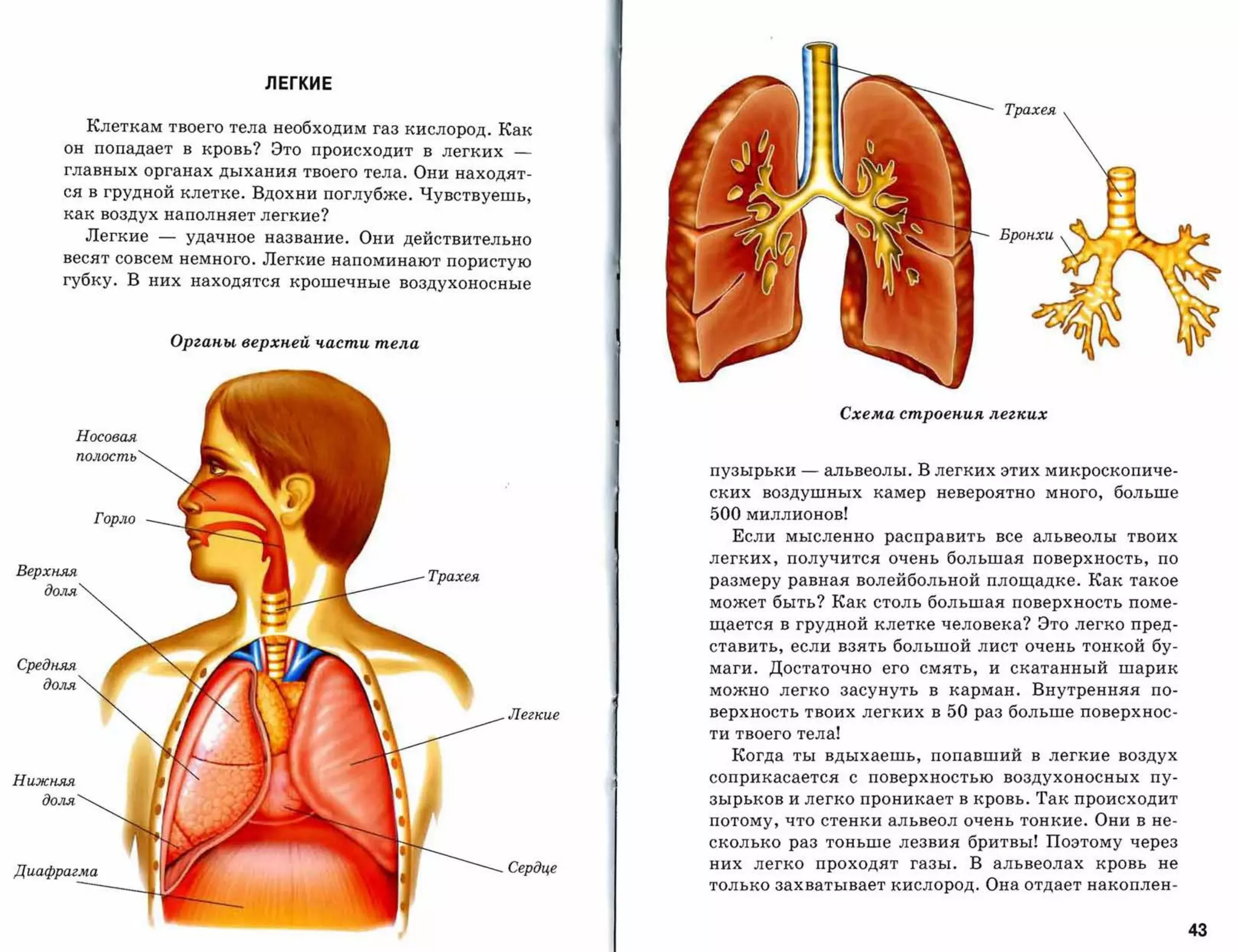 ЛЕГКИЕ
                                                                                                      Трахея
           Клеткам твоего тела необходим газ кислород. Как
     он попадает в кровь? Это происходит в легких        -­
     главных органах дыхания твоего тела. Они находят­
     ся в грудной клетке. Вдохни поглубже. Чувствуешь,
     как воздух наполняет легкие?
           Легкие   --   удачное название. Они действительно
     весят совсем немного. Легкие напоминают пористую
     губку. В них находятся крошечные воздухоносные



                     Оргаnы верхпей части тела




                                                                                   Схема строепия легJ,их
       Носовая
       полость
                                                                  пузырьки   --   альвеолы. В легких этих микроскопиче­
                                                                  ских воздушных камер невероятно много, больше
           Горло                                                  500   миллионов!
                                                                    Если мысленно расправить все альвеолы твоих
                                                                  легких, получится очень большая поверхность, по
Верхняя

                                                                  размеру равная волейбольной площадке. Как такое
   доля

                                                                  может быть? Как столь большая поверхность поме­
                                                                  щается в грудной клетке человека? Это легко пред­
                                                                  ставить, если взять большой лист очень тонкой бу­
Средняя
                                                          маги. Достаточно его смять, и скатанный шарик
   доля
                                                          можно легко засунуть в карман. Внутренняя по­
                                                         Легкие   верхность твоих легких в    50   раз больше поверхнос­
                                                                  ти твоего тела!
                                                                    Когда ты вдыхаешь, попавший в легкие воздух
Нижняя                                                            соприкасается с     поверхностью воздухоносных пу­

   доля                                                           зырьков и легко проникает в кровь. Так происходит
                                                                  потому, что стенки альвеол очень тонкие. Они в не­
                                                                  сколько раз тоньше лезвия бритвы! Поэтому через
                                                         Сердце   них легко проходят газы. В альвеолах кровь не
Диафрагма
                                                                  только захватываеткислород. Она отдает накоплен­


                                                                                                                           43
 