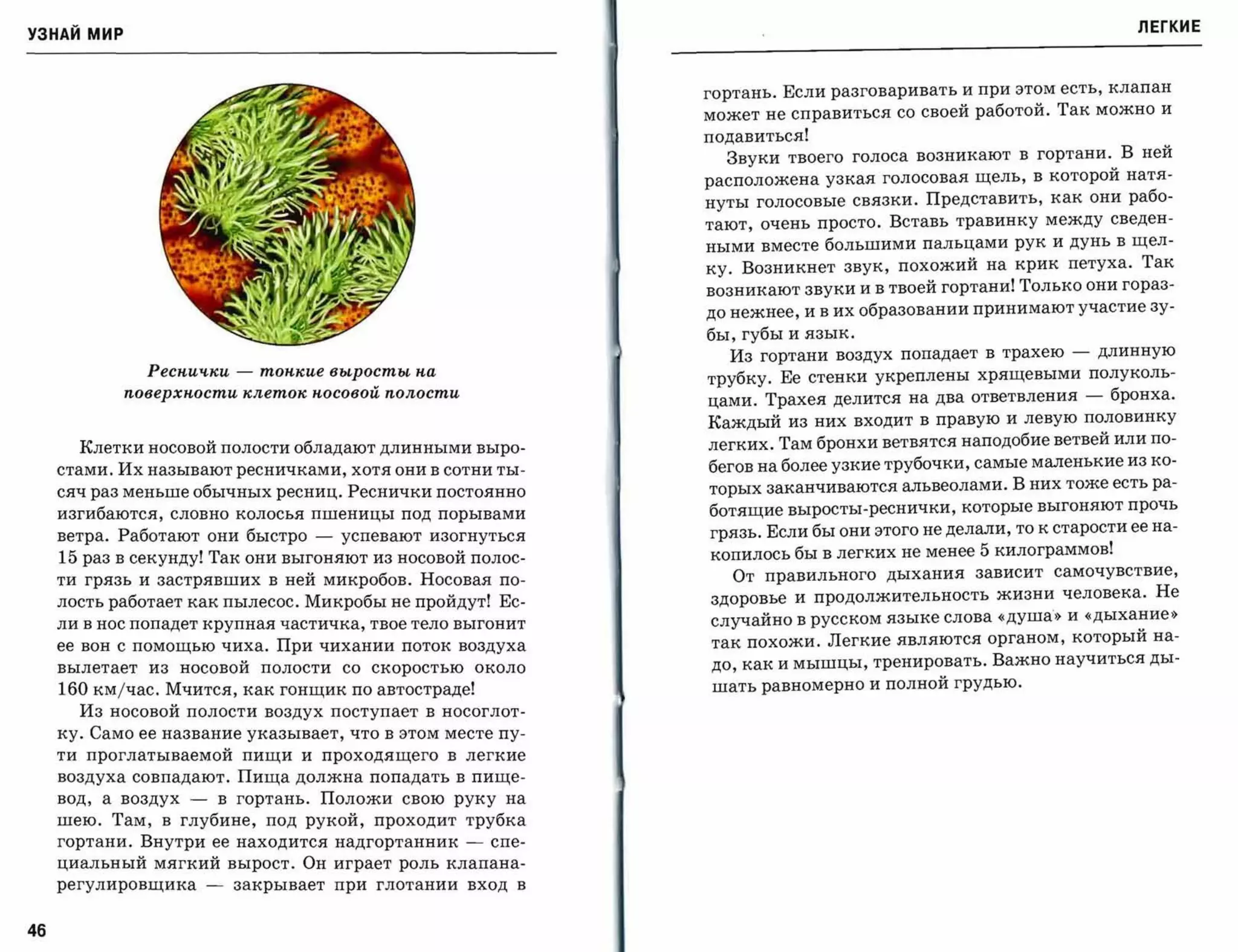 ЛЕГКИЕ
УЗНАЙ мир


                                                                        гортань. Если разговаривать и при этом есть, клапан
                                                                        может не справиться со своей работой. Так можно и
                                                                        подавиться!
                                                                          Звуки твоего голоса возникают в гортани. В ней
                                                                        расположена узкая голосовая щель, в которой натя­
                                                                        нуты голосовые связки. Представить, как они рабо­
                                                                        тают, очень просто. Вставь травинку между сведен­
                                                                        ными вместе большими пальцами рук и дунь в щел­
                                                                        ку. Возникнет звук, похожий на крик петуха. Так
                                                                        возникают звуки и в твоей гортани! Только они гораз­
                                                                        до нежнее, и в их образовании принимают участие зу­

                                                                        бы, губы и язык.
                                                                          Из гортани воздух попадает в трахею      -   длинную
                 Реснич,ки     -   тонкие выросты на                    трубку. Ее стенки укреплены хрящевыми полуколь­
              поверхности клеток носовой полости                        цами. Трахея делится на два ответвления -       бронха.
                                                                        Каждый из них входит в правую и левую половинку

       Клетки носовой полости обладают длинными выро­                   легких. Там бронхи ветвятся наподобие ветвей или по­
     стами. Их называют ресничками, хотя они в сотни ты­                бегов на более узкие трубочки, самые маленькие из ко­

     сяч раз меньше обычных ресниц. Реснички постоянно                  торых заканчиваются альвеолами. В них тоже есть ра­
     изгибаются, словно колосья пшеницы под порывами                    ботящие выросты-реснички, которые выгоняют прочь
                                                                        грязь. Если бы они этого не делали, то к старости ее на­
     ветра. Работают они быстро         -   успевают изогнуться
     15 раз   в секунду! Так они выгоняют из носовой полос­             копилось бы в легких не менее 5 килограммов!
                                                                           ОТ правильного дыхания      зависит самочувствие,
     ти грязь и застрявших в ней микробов. Носовая по­
     лость работает как пылесос. Микробы не пройдут! Ес­                здоровье и продолжительность жизни человека. Не
                                                                        случайно в русском языке слова «душа,> И «дыхание,>
     ли в нос попадет крупная частичка, твое тело выгонит

     ее вон с помощью чиха. При чихании поток воздуха
                                                                        так похожи. Легкие являются органом, который на­
     вылетает из носовой полости со скоростью около
                                                                        до, как и мышцы, тренировать. Важно научиться ды­

     160 км/час. Мчится, как гонщик по автостраде!                      шать равномерно и полной грудью.
       Из носовой полости воздух поступает в носоглот­
     ку. Само ее название указывает, что в этом месте пу­
     ти проглатываемой пищи и проходящего в легкие
     воздуха совпадают. Пища должна попадать в пище­
     вод, а воздух    -       в гортань. Положи свою руку на
     шею. Там, в глубине, под рукой, проходит трубка
     гортани. Внутри ее находится надгортанник               -   спе­
     циальный мягкий вырост. Он играет роль клапана­
     регу лировщика       -    закрывает    при   глотании   вход   в




46
 