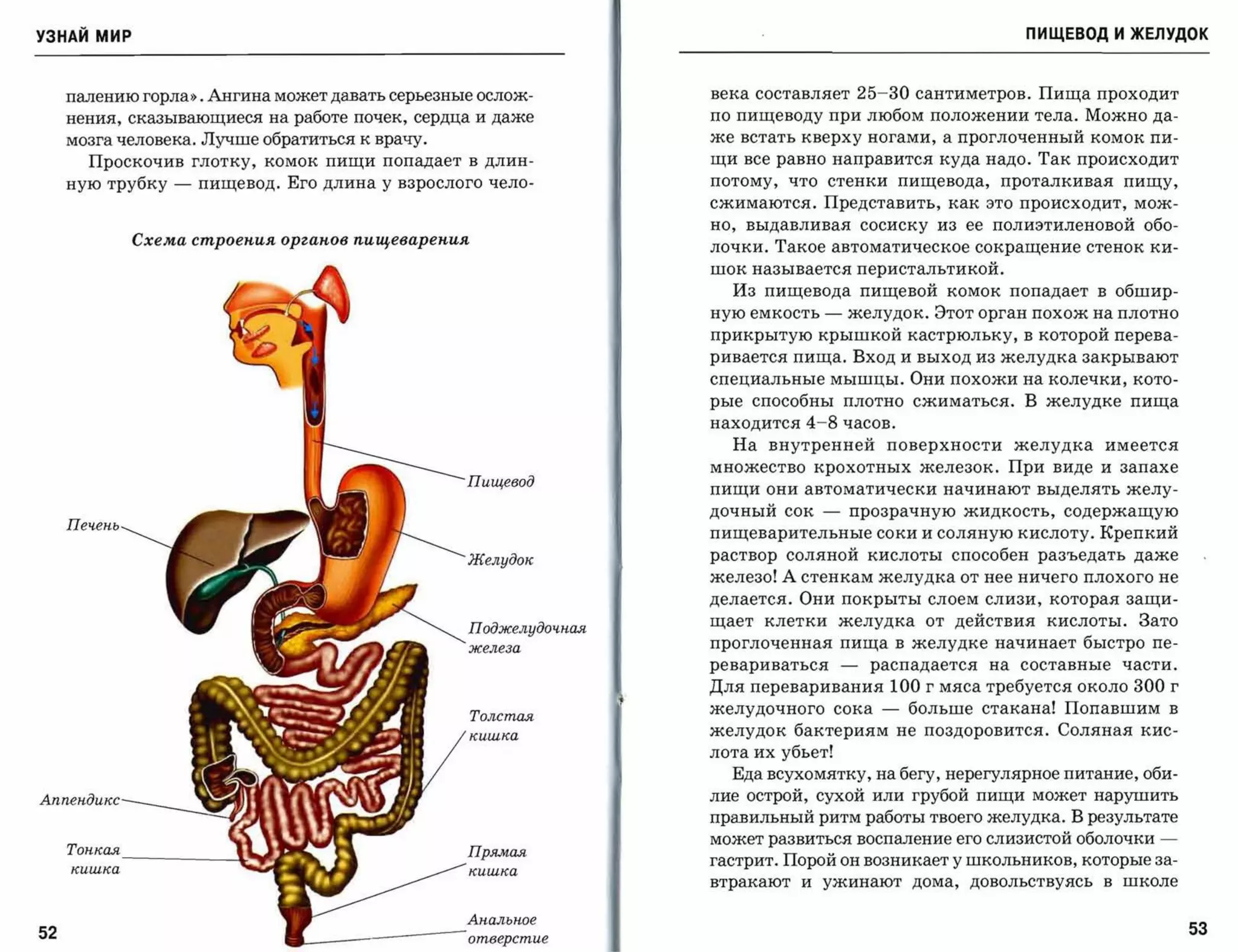 УЗНАЙ мир                                                                                                            ПИЩЕВОД И ЖЕЛУДОК



     палению горла,) . Ангина может давать серьезные ослож­          века составляет         25-30    сантиметров. Пища проходит
     нения, сказывающиеся на работе почек, сердца и даже             по пищеводу при любом положении тела. Можно да­
     мозга человека. Лучше обратиться к врачу.                       же встать кверху ногами, а проглоченный комок пи­
       Проскочив глотку, комок пищи попадает в длин­                 щи все равно направится куда надо. Так происходит
     ную трубку   -   пищевод. Его длина у взрослого чело­           потому, что     стенки пищевода, проталкивая пищу,

                                                                     сжимаются. Представить, как это происходит, мож­
                                                                     но, выдавливая сосиску из ее полиэтиленовой обо­
              Схема сmрое"н'UЯ орга"н'ов nuщеваре"н'UЯ
                                                                     лочки. Такое автоматическоесокращение стенок ки­
                                                                     шок называется перистальтикоЙ.
                                                                       Из пищевода пищевой комок попадает в обшир­
                                                                     ную емкость -           желудок. Этот орган похож на плотно
                                                                     прикрытую крышкой кастрюльку, в которой перева­
                                                                     ривается пища. Вход и выход из желудка закрывают
                                                                     специальные мышцы. Они похожи на колечки, кото­
                                                                     рые способны плотно сжиматься. В желудке пища
                                                                     находится   4-8     часов.
                                                                       На внутренней поверхности желудка имеется
                                                                     множество крохотных железок. При виде и запахе
                                                     Пищевод
                                                                     пищи они автоматически начинают выделять желу­

                                                                     дочный сок      -       прозрачную жидкость, содержащую
     Печень
                                                                     пищеварительные соки и соляную кислоту. Крепкий

                                                     Желудок         раствор соляной кислоты способен разъедать даже
                                                                     железо! А стенкам желудка от нее ничего плохого не
                                                                     делается. Они покрыты слоем слизи, которая защи­
                                                                     щает клетки желудка от действия кислоты. Зато
                                                     Поджелудочная
                                                     железа
                                                                     проглоченная пища в желудке начинает быстро пе­
                                                                     ревариваться        -     распадается      на   составные    части.

                                                                     Для переваривания              100   г мяса требуется около   300    г
                                                                     желудочного сока           -    больше стакана! Попавшим в
                                                         Толстая
                                                         кишка
                                                                     желудок бактериям не поздоровится. Соляная кис­
                                                                     лота их убьет!
                                                                       Еда всухомятку, на бегу, нерегулярное питание, оби­

Аnnендшсс                                                            лие острой, сухой или грубой пищи может нарушить
                                                                     прав ильный ритм работы твоего желудка. В результате
                                                                     может развиться воспаление его слизистой оболочки                ­
     Тонкая               ~~                         Прямая
                                                                     гастрит. Порой он возникает у школьников, которые за­
     кишка                                           кишка
                                                                     втракают    и   ужинают          дома,   довольствуясь   в   школе


                                                     Анальное
52                                                                                                                                            5З
                                  L                  отверстие
 