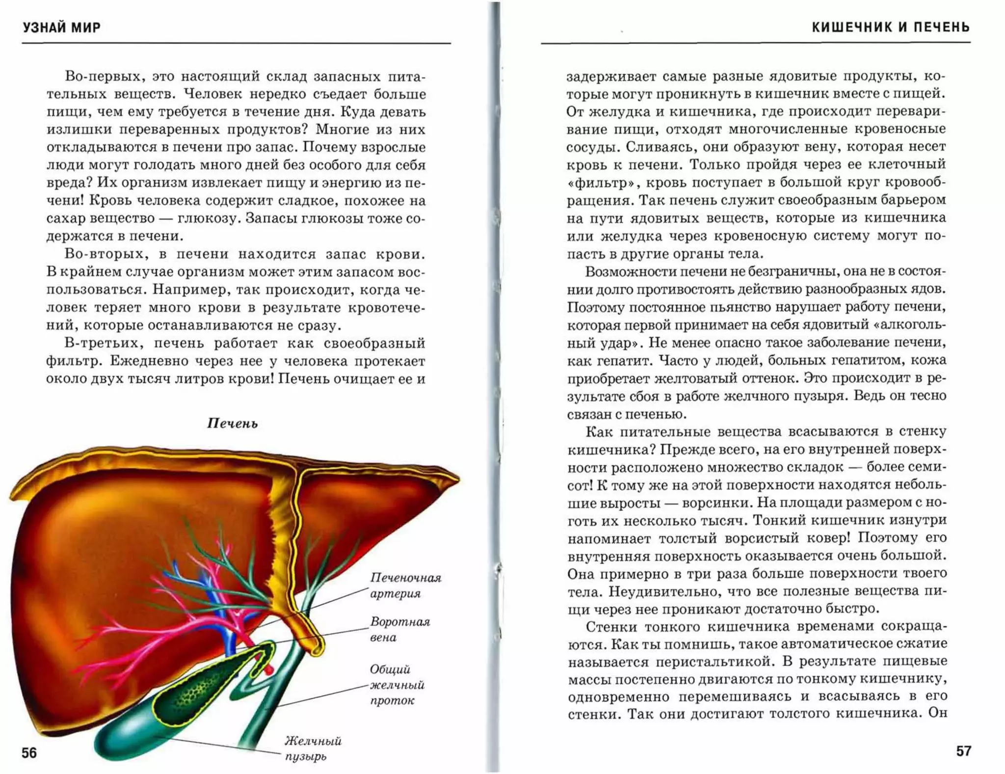 УЗНАЙ мир                                                                                                  КИШЕЧНИК И ПЕЧЕНЬ



       Во-первых, это настоящий склад запасных пита­                задерживает самые разные ядовитые продукты,              ко­

     тельных веществ. Человек нередко съедает больше                торые могут проникнуть в кишечник вместе с пищей.
     пищи, чем ему требуется в течение дня. Куда девать             От желудка и кишечника, где происходит перевари­
     излишки переваренных продуктов? Многие из них                  вание пищи,   отходят многочисленные           кровеносные

     откладываются в печени про запас. Почему взрослые              сосуды. Сливаясь, они образуют вену, которая несет
     люди могут голодать много дней без особого для себя            кровь к печени. Только пройдя через ее клеточный
     вреда? Их организм извлекает пищу и энергию из пе­             «фильтр», кровь поступает в большой круг кровооб­
     чени! Кровь человека содержит сладкое, похожее на              ращения. Так печень служит своеобразным барьером
     сахар вещество    -   глюкозу. Запасы глюкозы тоже со­         на пути   ядовитых    веществ,   которые   из   кишечника

     держатся в печени.                                             или   желудка через   кровеносную систему        могут   по­

       Во-вторых,      в   печени   находится     запас   крови.    пасть в другие органы тела.

     В крайнем случае организм может этим запасом вос­                Возможности печени не безграничны, она не в состоя­
     пользоваться. Например, так происходит, когда че­              нии долго противостоять действию разнообразных ядов.
     ловек   теряет   много   крови   в   результате   кровотече­   Поэтому постоянное пьянство нарушает работу печени,
     ний, которые останавливаются не сразу.                         которая первой принимает на себя ядовитый «алкоголь­
       В-третьих,     печень    работает как     своеобразный       ный удар». Не менее опасно такое заболевание печени,
     фильтр. Ежедневно через нее у человека протекает               как гепатит. Часто у людей, больных гепатитом, кожа
     около двух тысяч литров крови! Печень очищает ее и             приобретает желтоватый оттенок. Это происходит в ре­
                                                                    зультате сбоя в работе желчного пузыря. Ведь он тесно
                                                                    связан с печенью.
                               Пе'l-еnь
                                                                      Как питательные вещества всасываются в стенку
                                                                    кишечника? Прежде всего, на его внутренней поверх­
                                                                    ности расположено множество складок        -    более семи­
                                                                    сот! К тому же на этой поверхности находятся неболь­
                                                                    шие выросты   -   ворсинки. На площади размером с но­
                                                                    готь их несколько тысяч. Тонкий кишечник изнутри
                                                                    напоминает толстый ворсистый ковер! Поэтому его
                                                                    внутренняя поверхность оказывается очень большой.
                                                                    Она примерно в три раза больше поверхности твоего
                                                                    тела. Неудивительно, что все полезные вещества пи­
                                                                    щи через нее проникают достаточно быстро.
                                                                      Стенки тонкого кишечника временами сокраща­
                                                                    ются. Как ты помнишь, такое автоматическое сжатие
                                                                    называется перистальтикоЙ. В результате пищевые
                                                                    массы постепенно двигаются по тонкому кишечнику,

                                                          nроmoк
                                                                    одновременно      перемешиваясь    и   всасываясь    в   его

                                                                    стенки. Так они достигают толстого кишечника. Он

                                            Желчный
56                                          пузырь
                                                                                                                                   57
 
