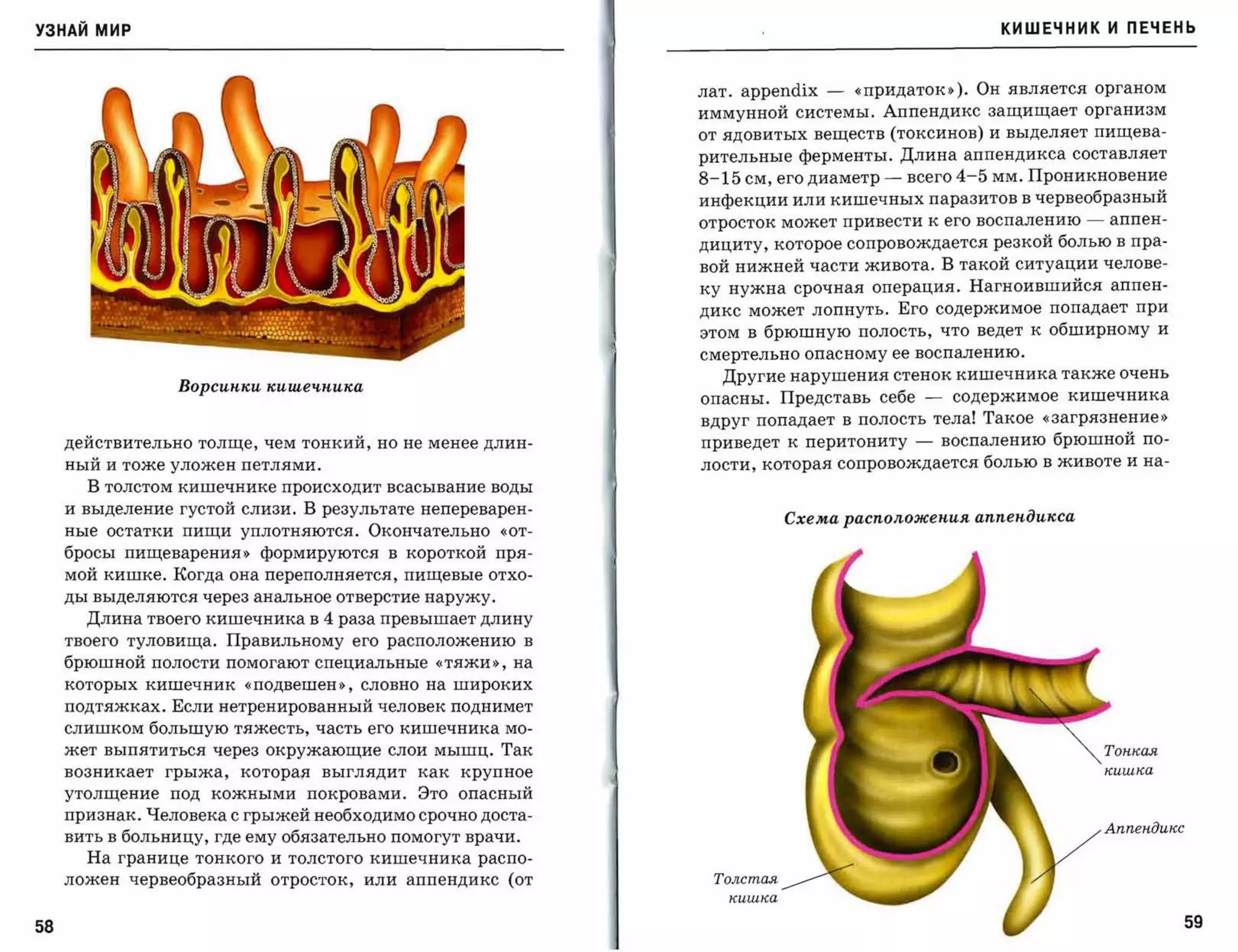 УЗНАЙ мир                                                                                                КИШЕЧНИК И ПЕЧЕНЬ



                                                                лат.   appendix -   «придаток»). Он является органом
                                                                иммунной системы. Аппендикс защищает организм
                                                                от ядовитых веществ (токсинов) и выделяет пищева­
                                                                рительные ферменты. Длина аппендикса составляет
                                                                8-15 см, его диаметр -   всего     4-5   мм. Проникновение
                                                                инфекции или кишечных паразитов в червеобразный
                                                                отросток может привести к его воспалению         -   аппен­
                                                                дициту, которое сопровождается резкой болью в пра­
                                                                вой нижней части живота. В такой ситуации челове­
                                                                ку нужна срочная операция. Нагноившийся аппен­
                                                                дикс может лопнуть. Его содержимое попадает при
                                                                этом в брюшную полость, что ведет к обширному и
                                                                смертельно опасному ее воспалению.
                                                                   Другие нарушения стенок кишечника также очень
                  Ворсиuки кuшечuuка
                                                                опасны. Представь себе        -    содержимое кишечника
                                                                вдруг попадает в полость тела! Такое «загрязнение,>
     действительно толще, чем тонкий, но не менее длин­         приведет к перитониту     -       воспалению брюшной по­
     ный и тоже уложен петлями.                                 лости, которая сопровождается болью в животе и на­
       В толстом кишечнике происходит всасывание воды
     и выделение густой слизи. В результате непереварен­
                                                                           Схема расnоложеuuя аnnеuдикса
     ные остатки пищи уплотняются. Окончательно «от­
     бросы пищеварения'> формируются в короткой пря­
     мой кишке. :Когда она переполняется, пищевые отхо­
     ды выделяются через анальное отверстие наружу.

       Длина твоего кишечника в      4 раза превышает длину
     твоего туловища. Правильному его расположению в
     брюшной полости помогают специальные «тяжи'>, на
     которых кишечник     «подвешен,>,   словно на широких

     подтяжках. Если нетренированный человек поднимет
     слишком большую тяжесть, часть его кишечника мо­
     жет выпятиться через окружающие слои мышц. Так                                                                  Топкая
     возникает   грыжа,   котора,я   выглядит   как   крупное                                                        кишка


     утолщение под кожными покровами. Это опасный
     признак. Человека с грыжей необходимо срочно доста­
                                                                                                                     Аnnеnдикс
     вить в больницу, где ему обязательно помогут врачи.
       На границе тонкого и толстого кишечника распо­
     ложен червеобразный отросток, или аппендикс (от             Толстая
                                                                   кишка


58                                                                                                                               59
 
